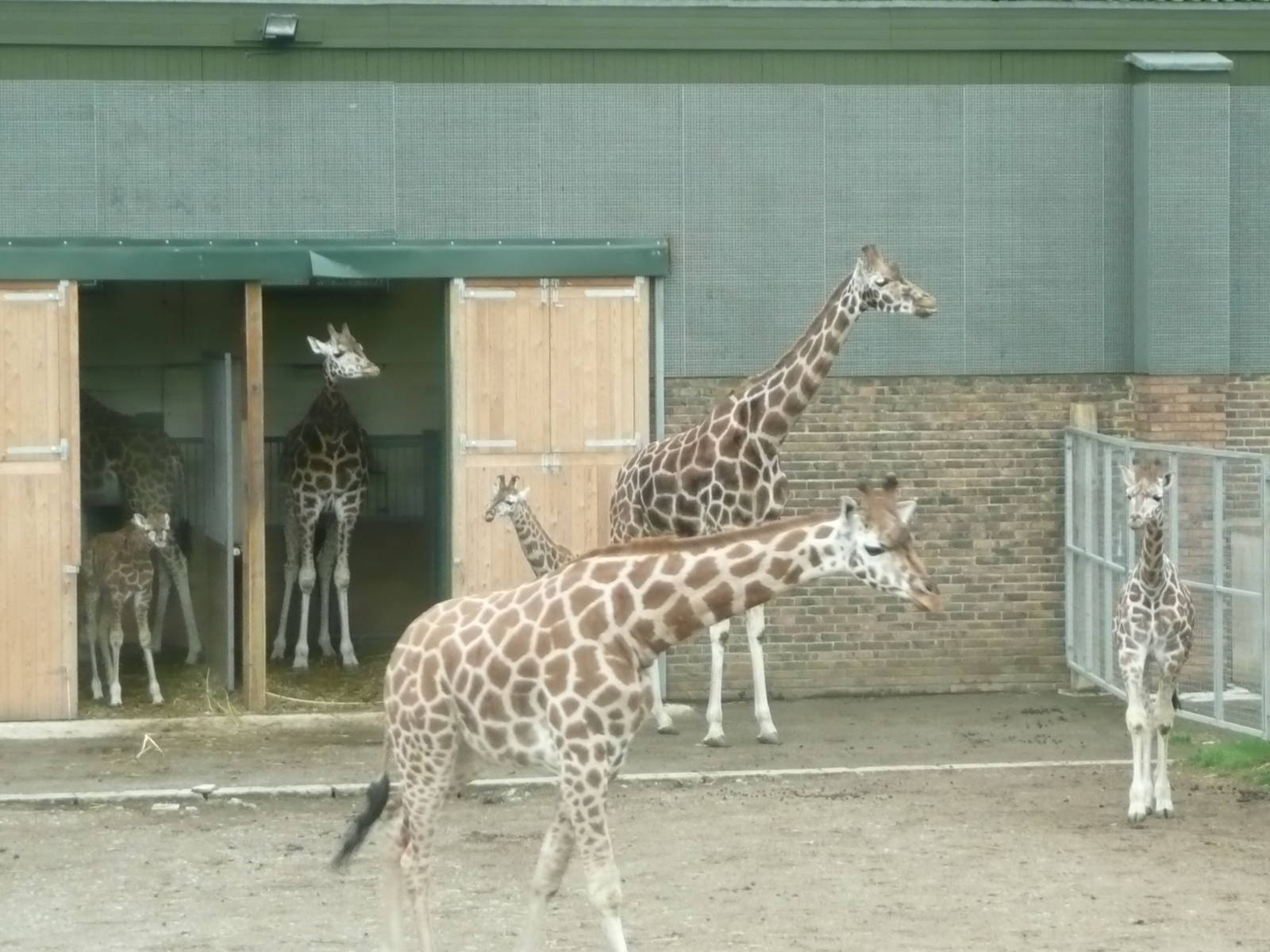 Part of Rothschild's Giraffe herd