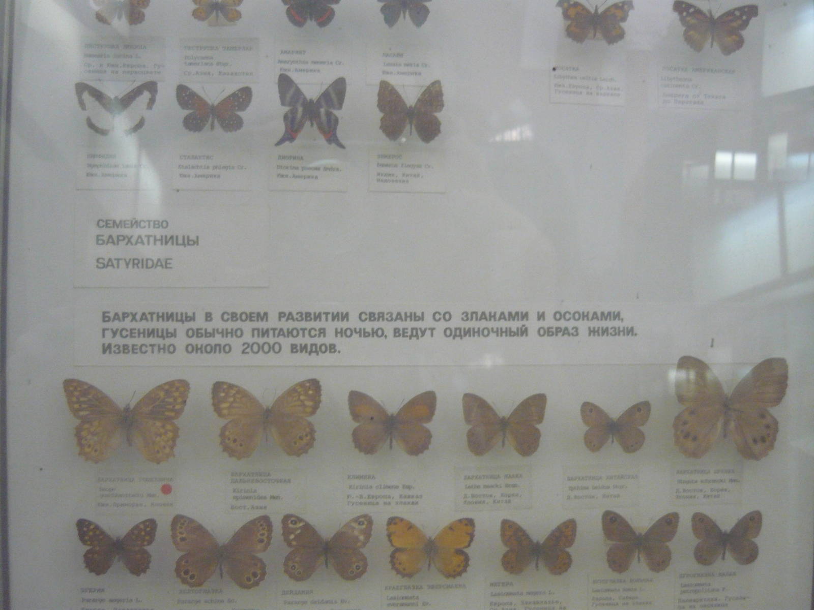 Part of Satyridae collection