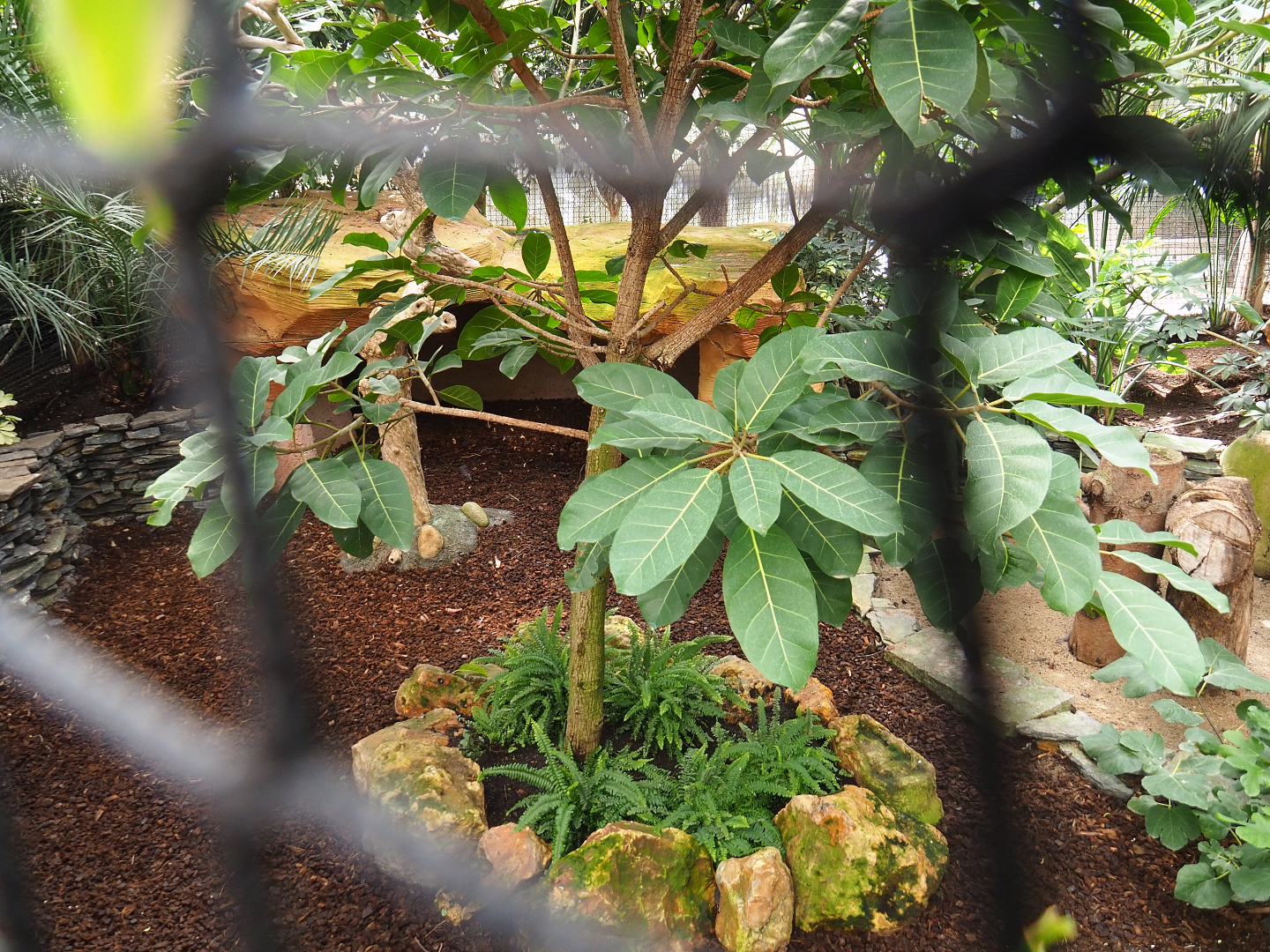 Part of Sclater's crowned pigeon aviary with former tortoise shelter, 2022-09-15