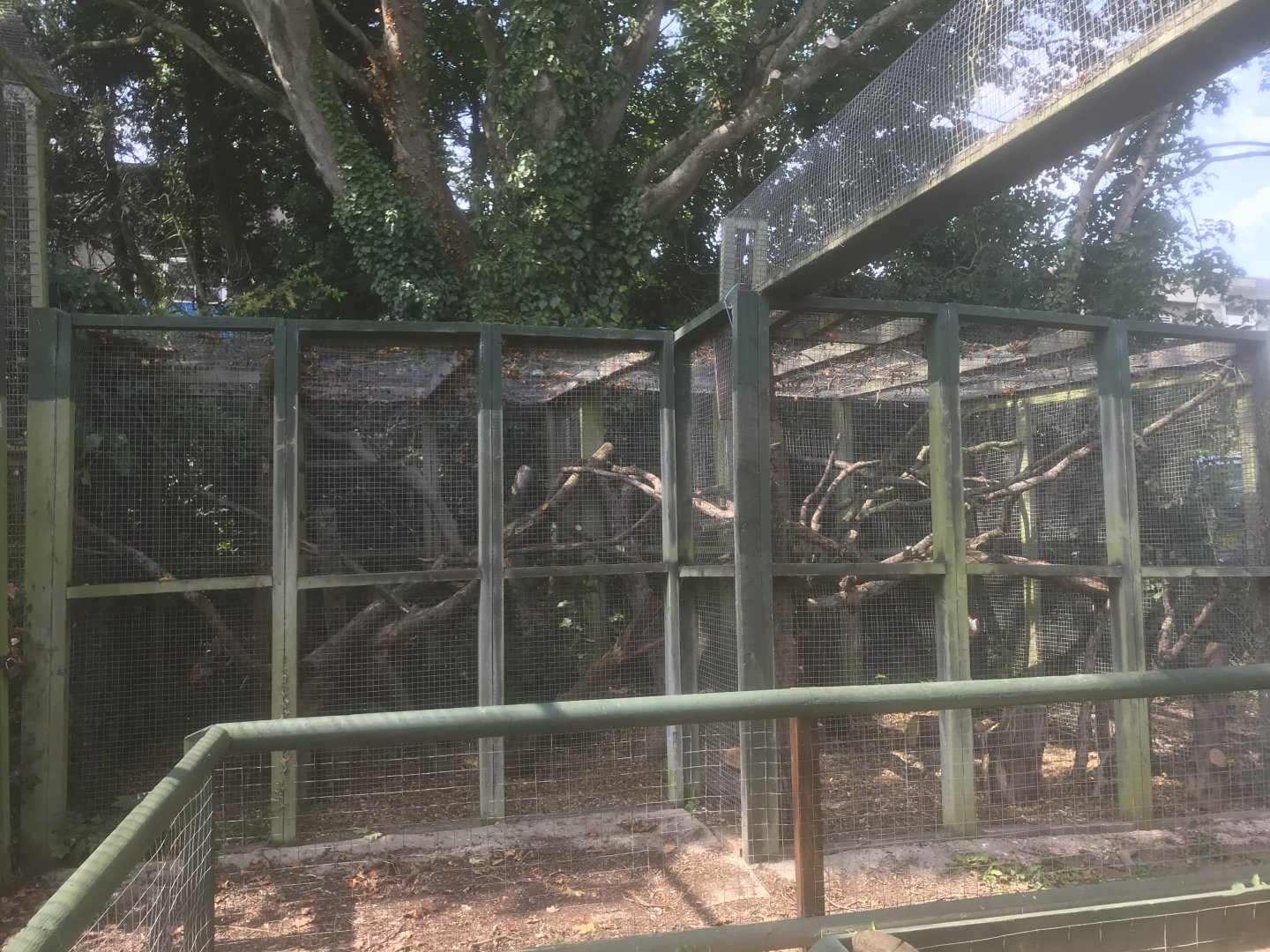 Part of Scottish Wildcat enclosure