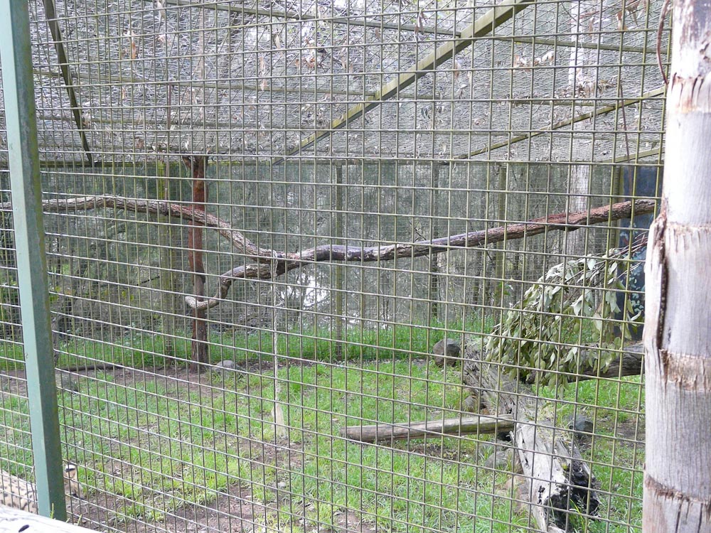 Part of second serval enclosure