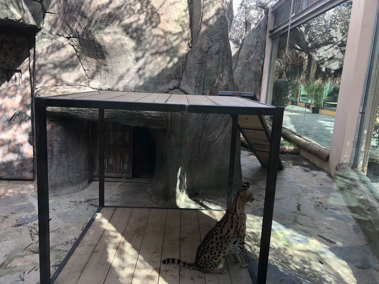 Part of Serval Enclosure at Aslan Park