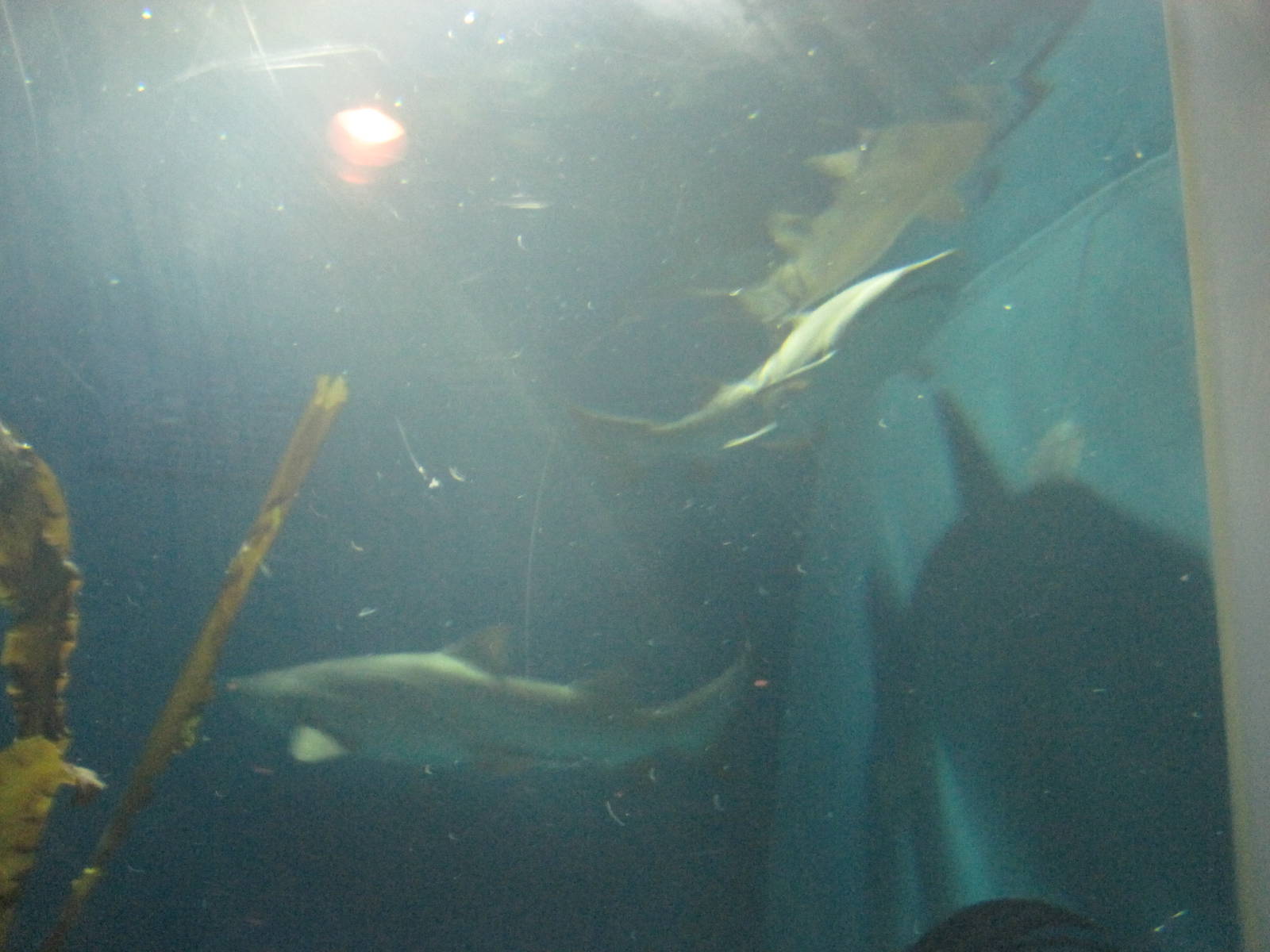 Part of Shark Exhibit