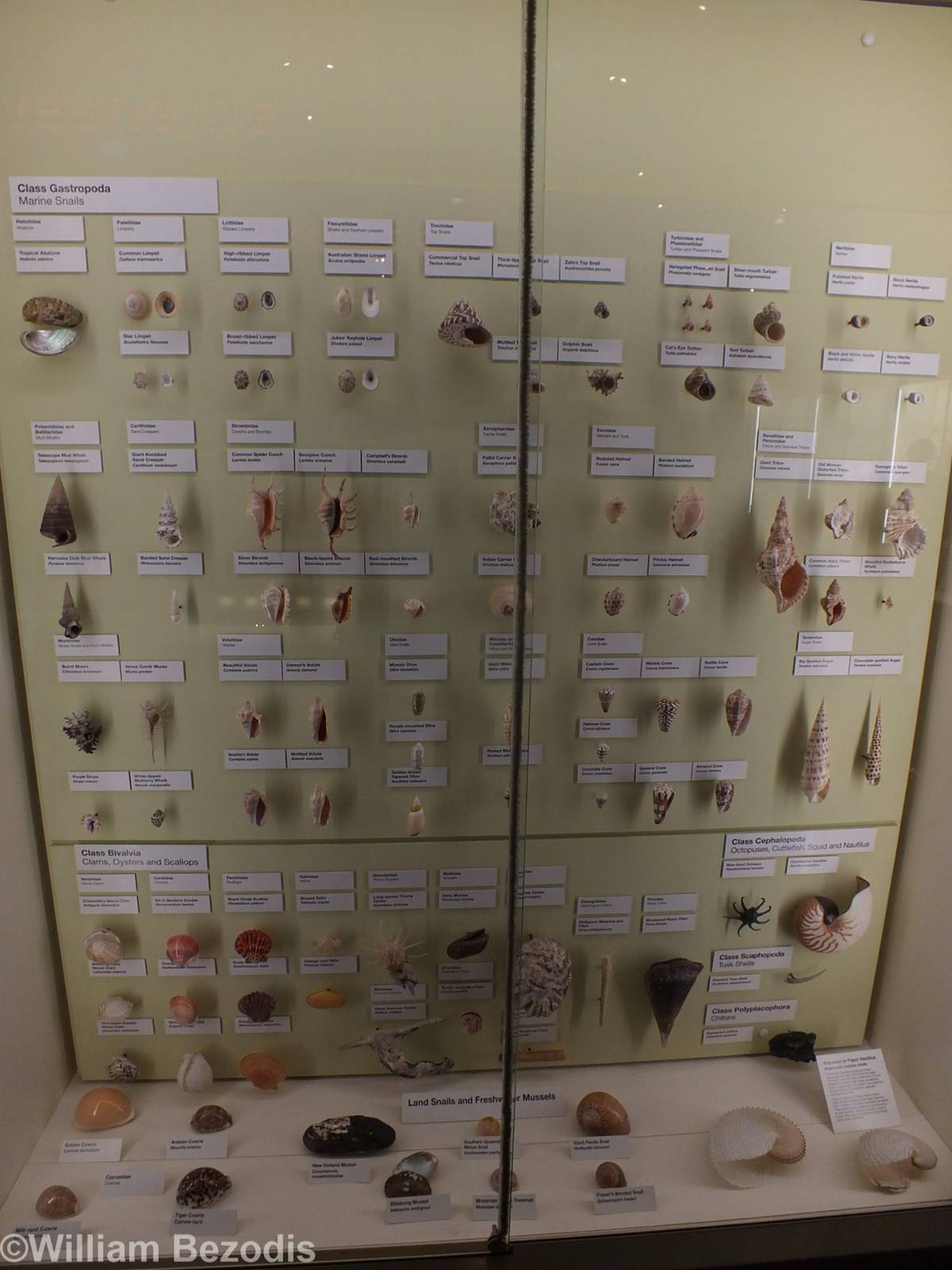 Part of Shell Display - Queensland Museum