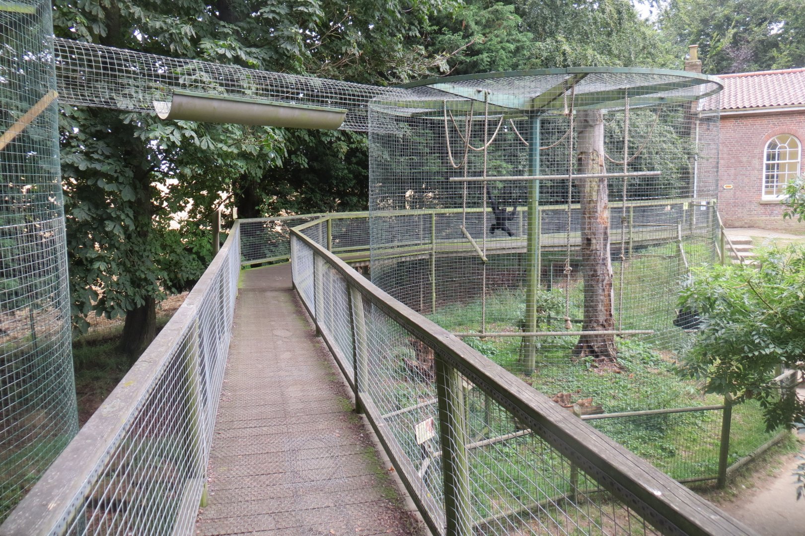 part of Siamang enclosure 070819