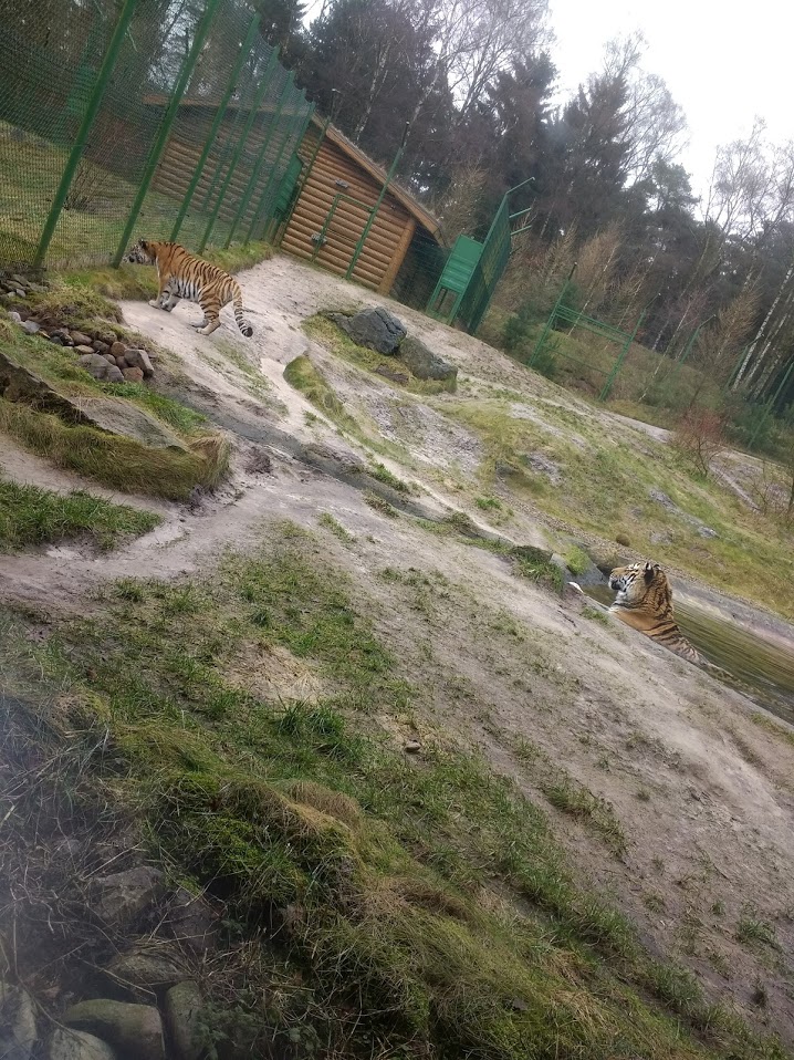 Part of siberian tiger enclosure-2018