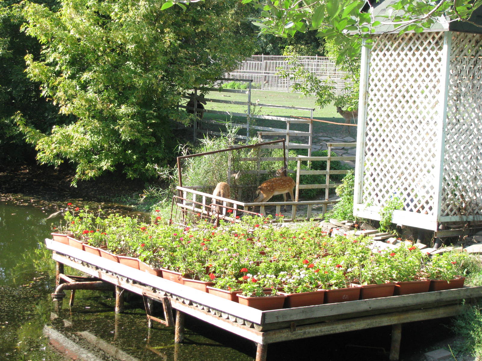 Part of sika deer exhibit