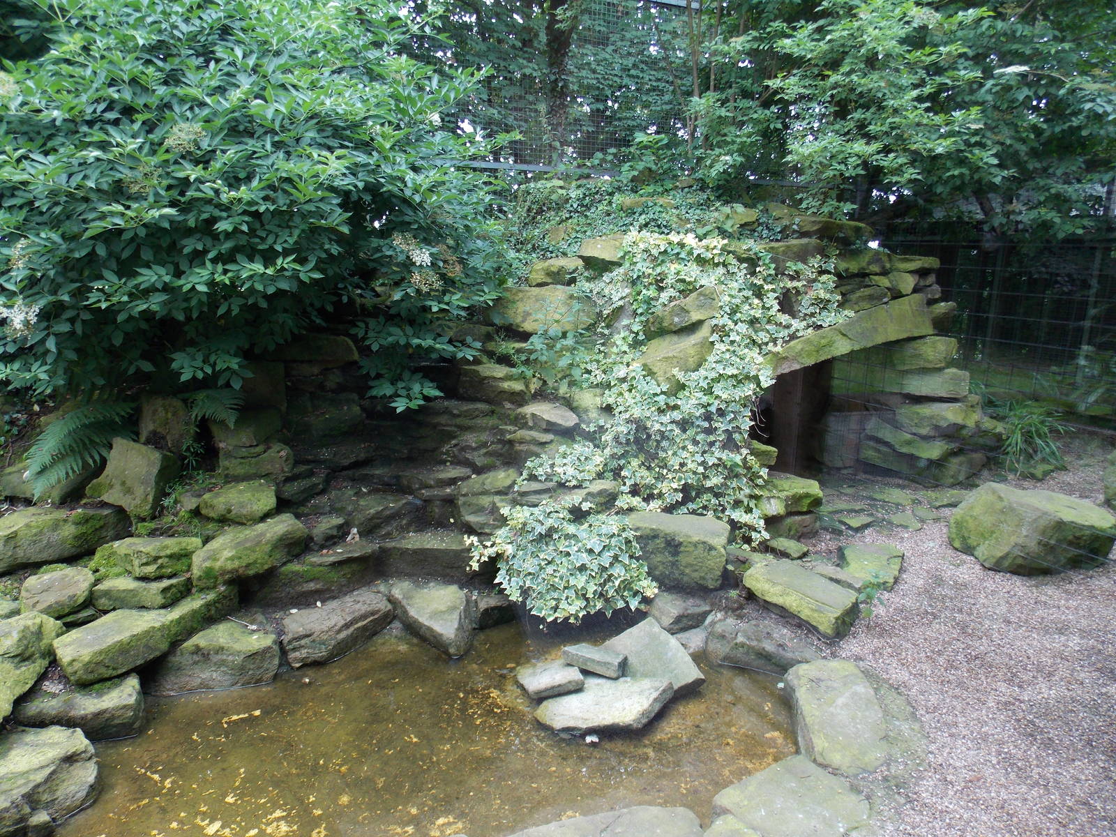 Part of Snow Leopard cage