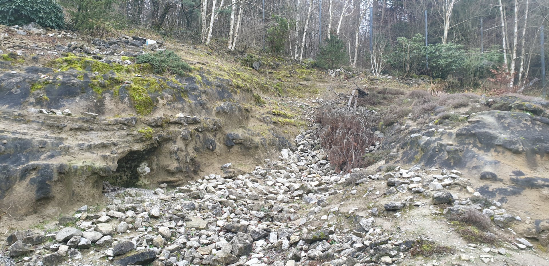 Part of Snow leopard exhibit