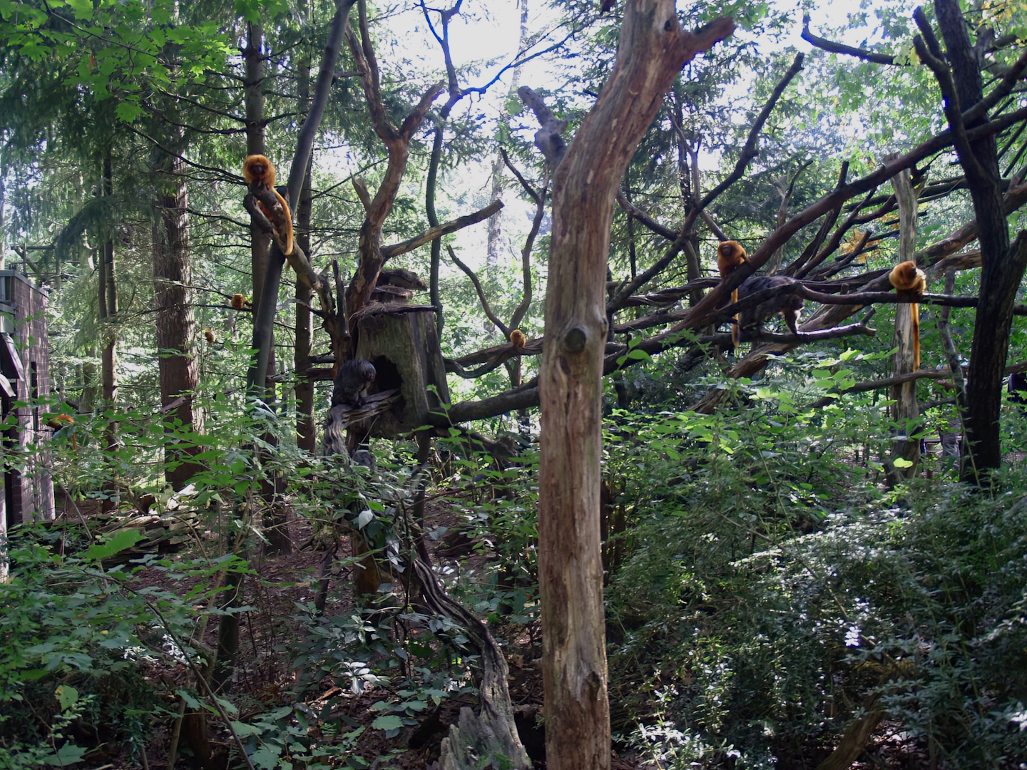 Part of South American primate area with Golden lion tamarins and White-faced sakis, 2007-09-16
