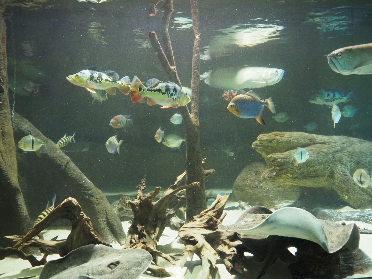 Part of South American tank with Silver arowana, Ocellate river stingray, Peacock bass and other species, 2021-07-17