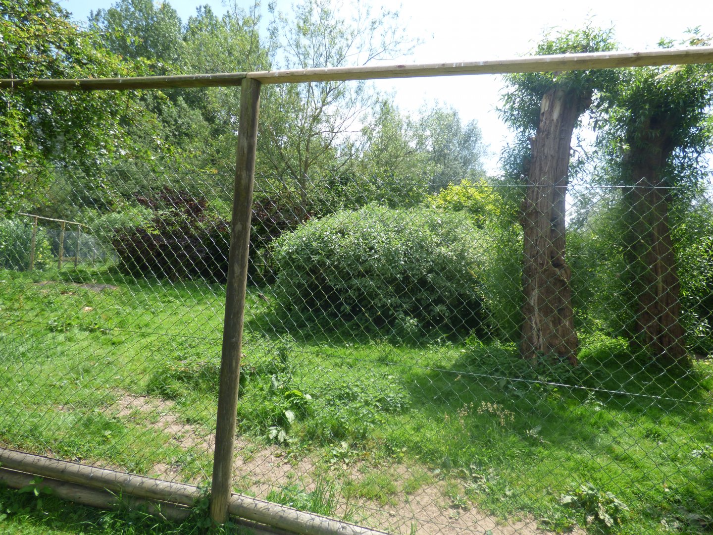 Part of Southern Cassowary Enclosure