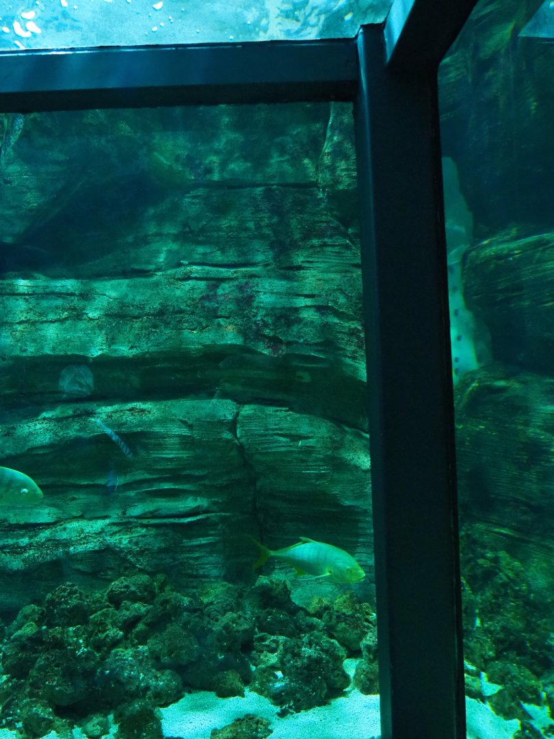 Part of square tunnel tank with sharks and loggerhead sea turtle, 2019-10-05