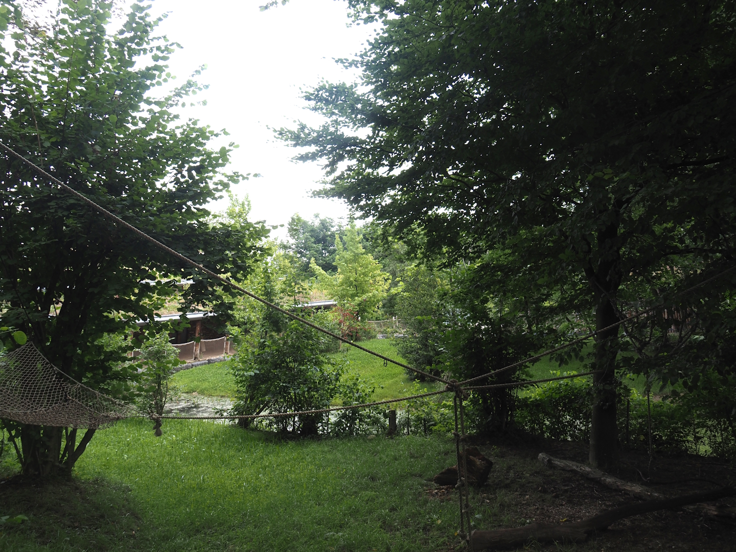 Part of squirrel monkey forest and part of new mountain bongo exhibit, 2024-08-21