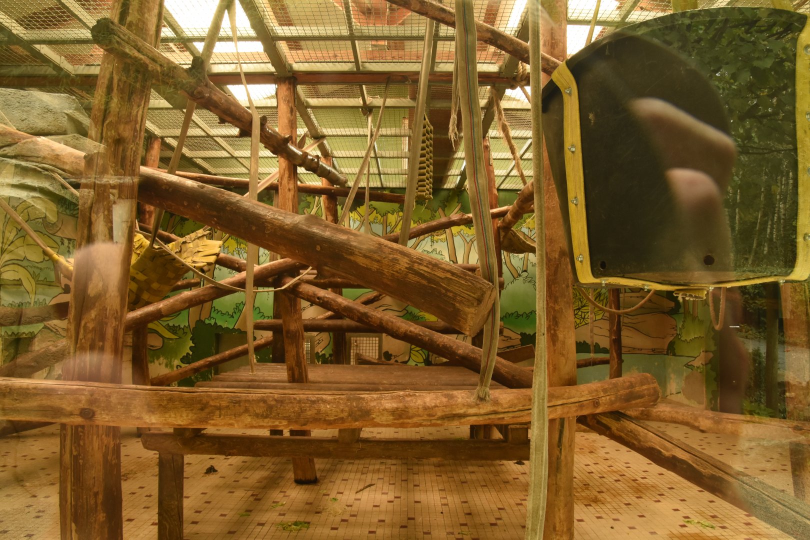 part of Sumatran Orangutan indoors