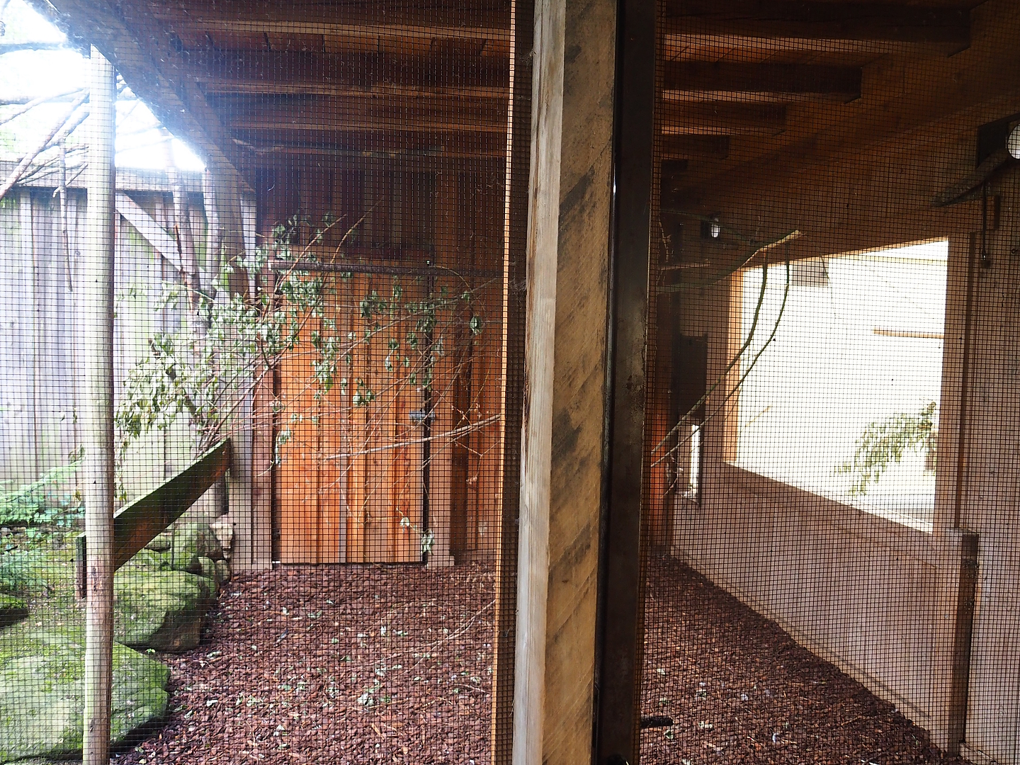 Part of sun conure aviary, 2022-08-20