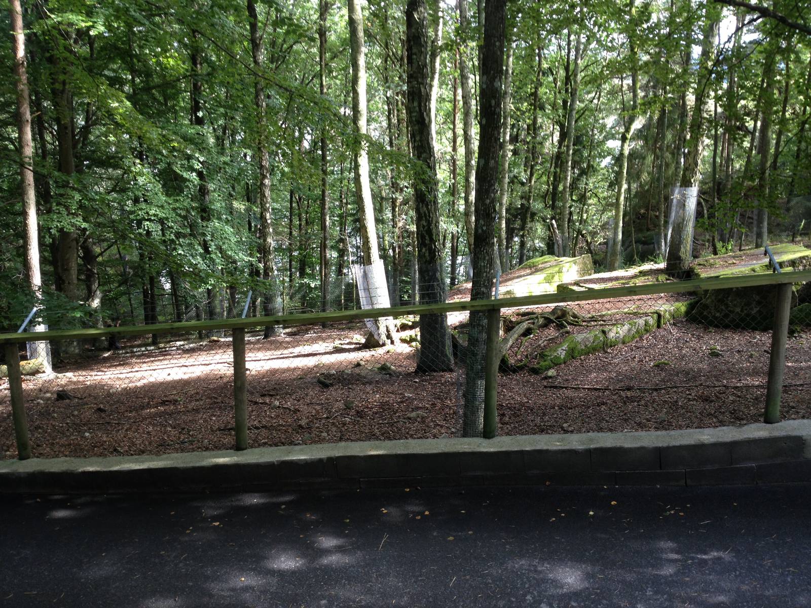 Part of Tadjik urial exhibit