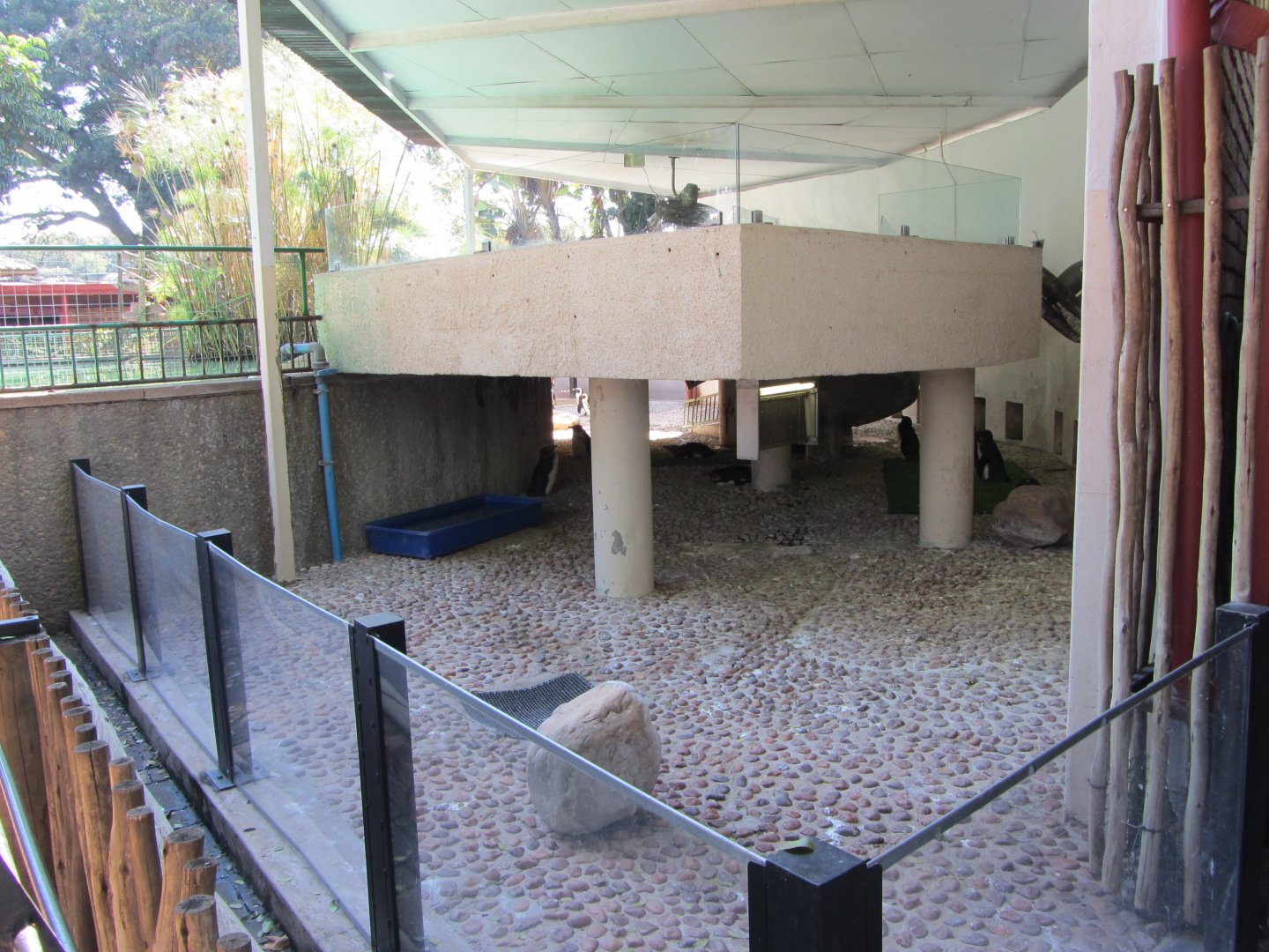 Part of the African Penguin Exhibit
