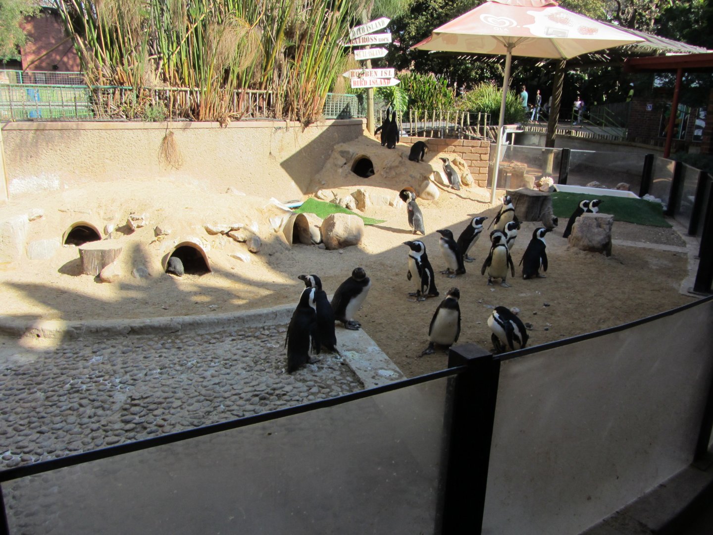 Part of the African Penguin Exhibit