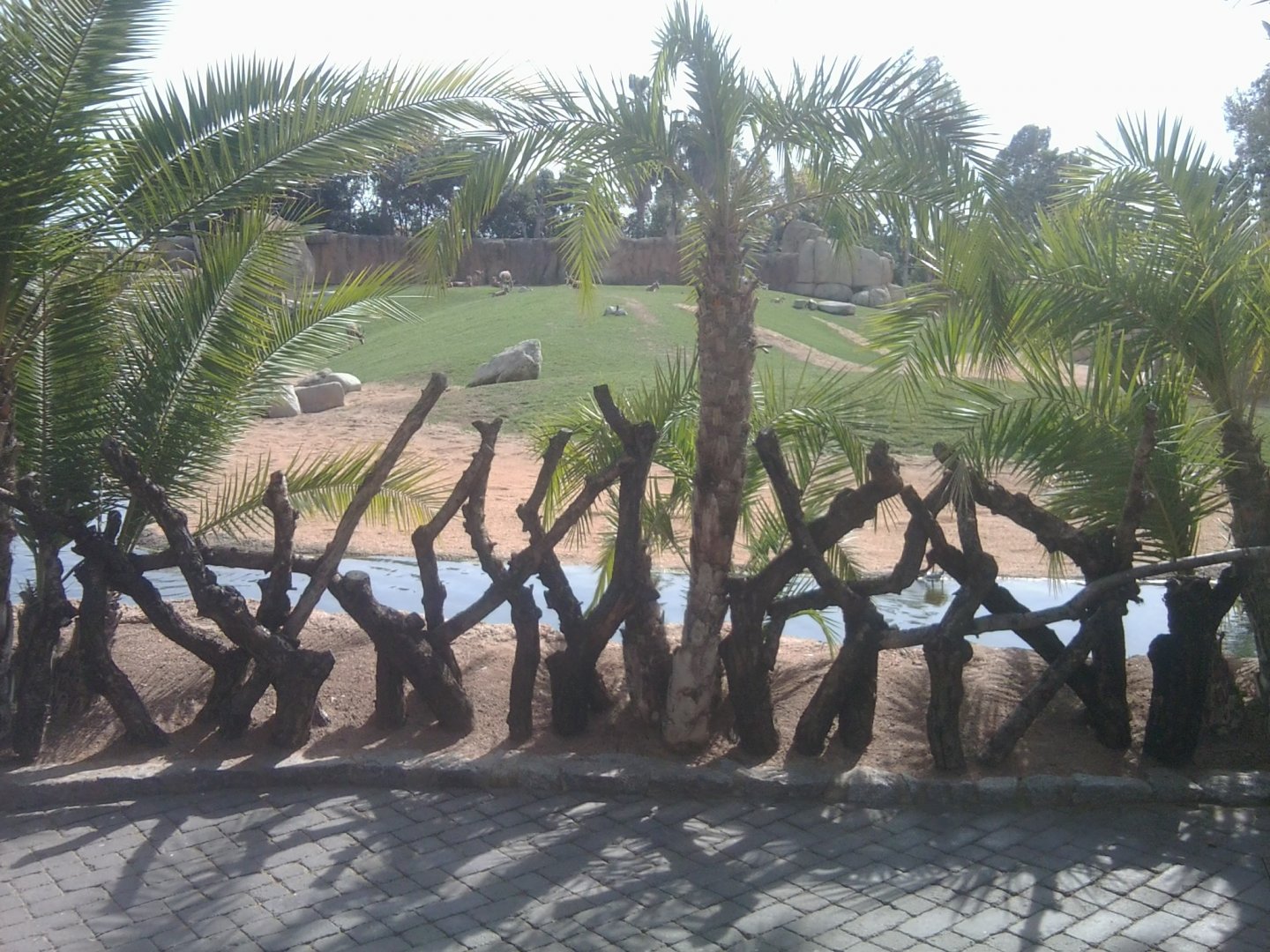 Part of the African savanah with grass for antelopes