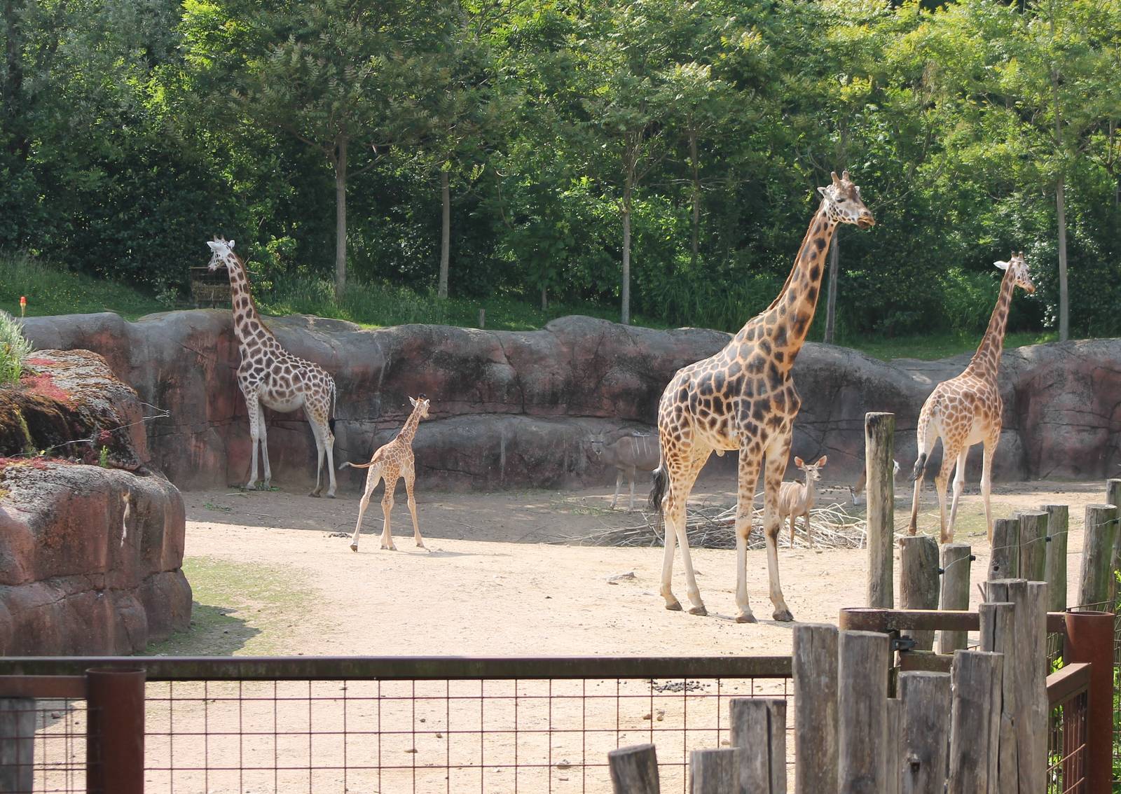 Part of the African Savanne