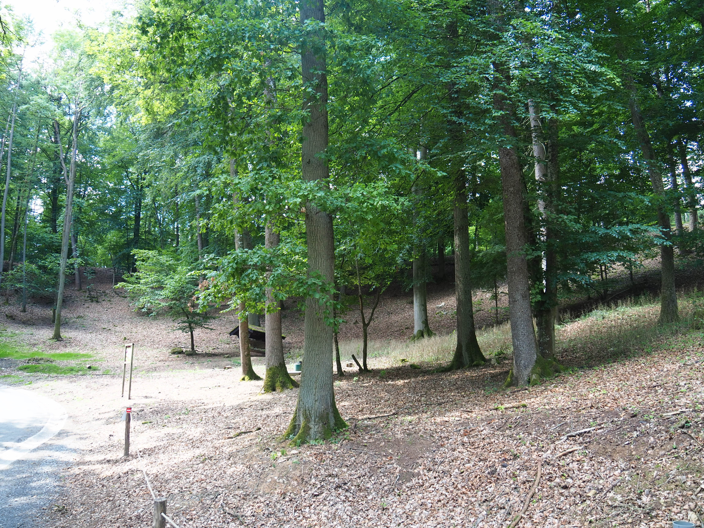Part of the Alpine chamois area, 2020-07-12