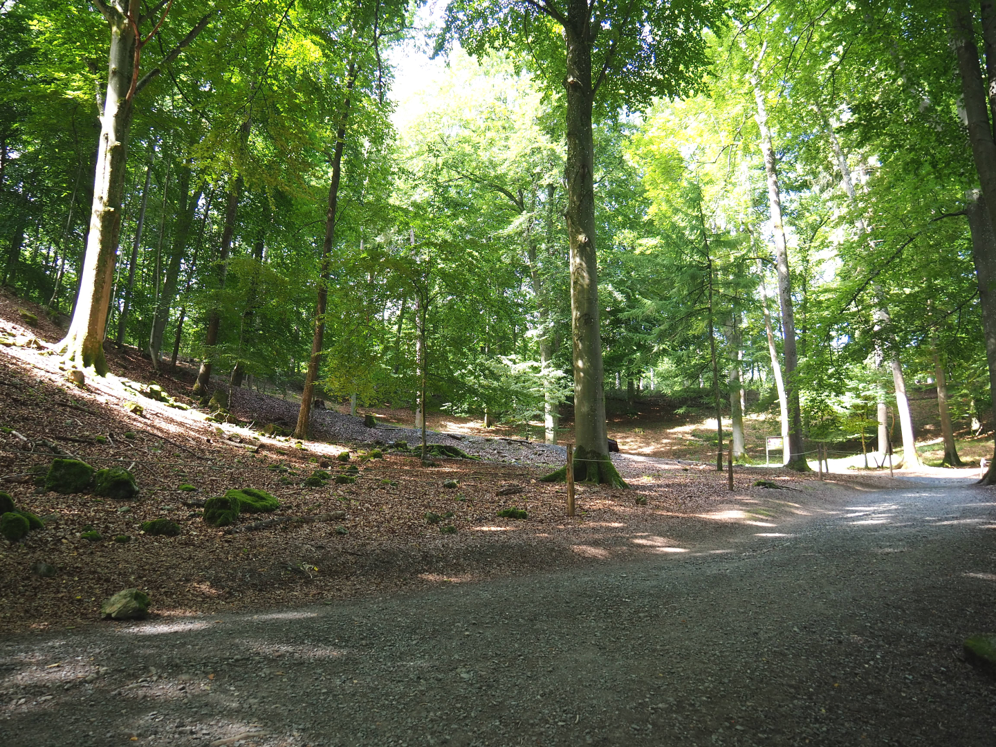 Part of the Alpine chamois area, 2021-08-15