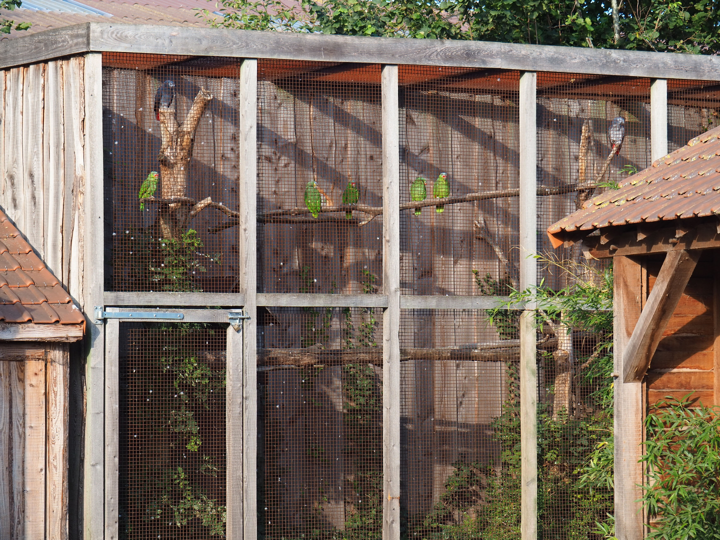 Part of the Amazon parrot, Congo African grey parrot and Galah aviary, 2020-09-12