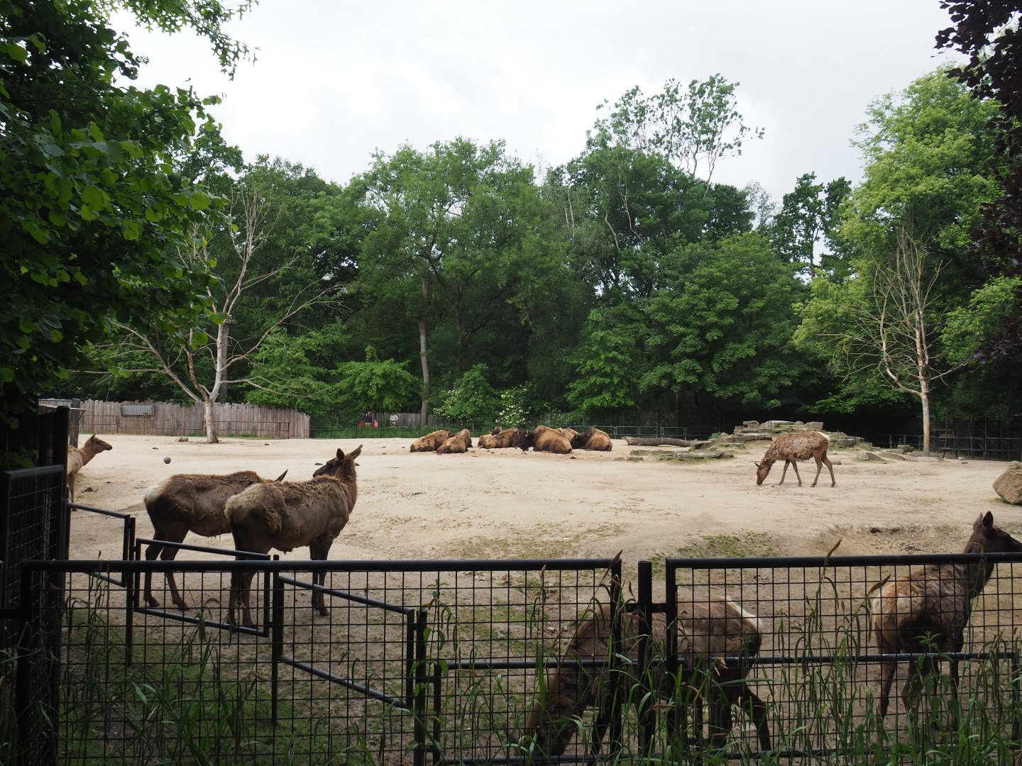 Part of the American plains bison and Rocky mountain wapiti paddock, 2020-05-23