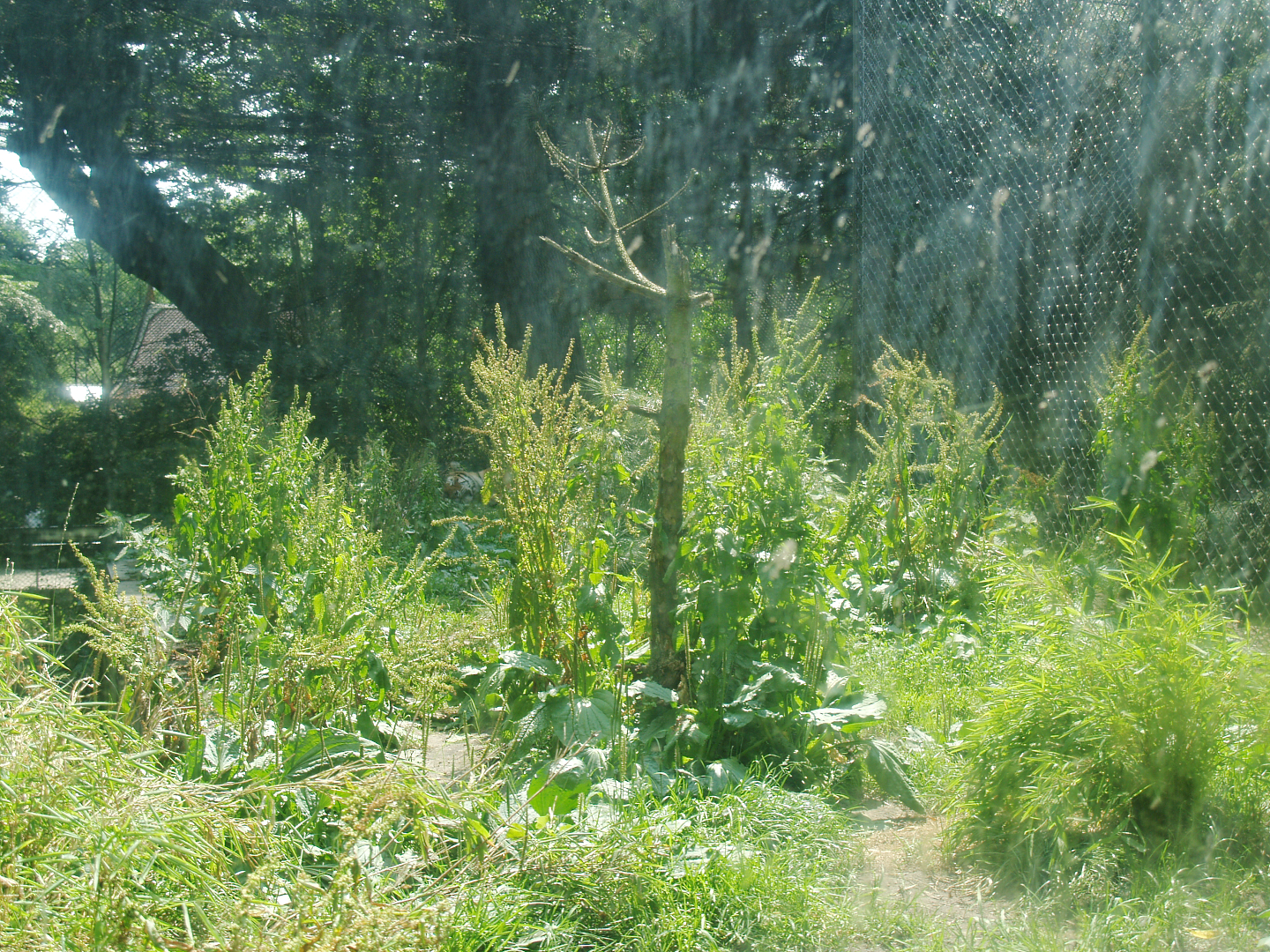 Part of the Amur tiger exhibit, 2006-07-08