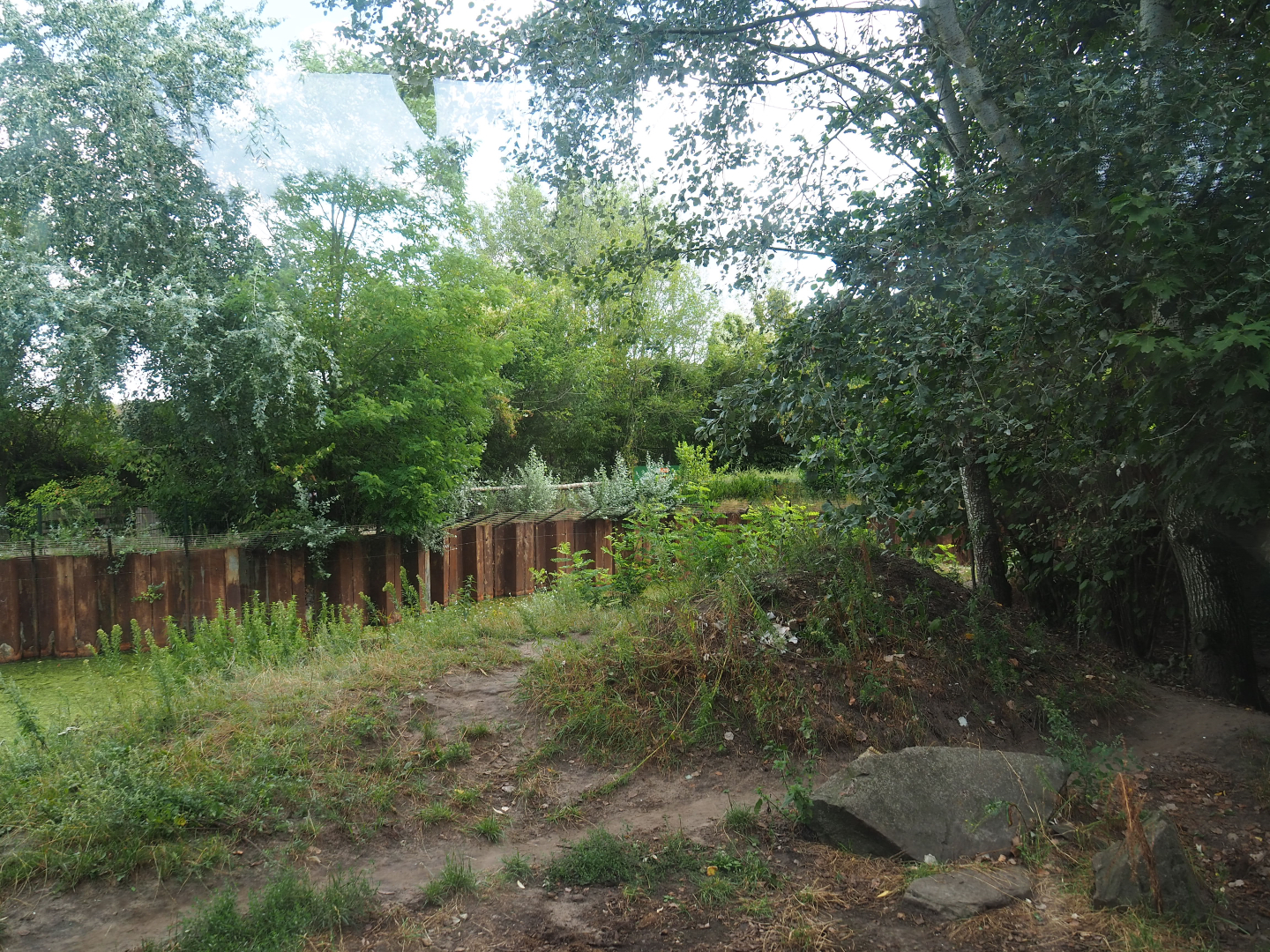 Part of the Amur tiger exhibit, 2019-08-11