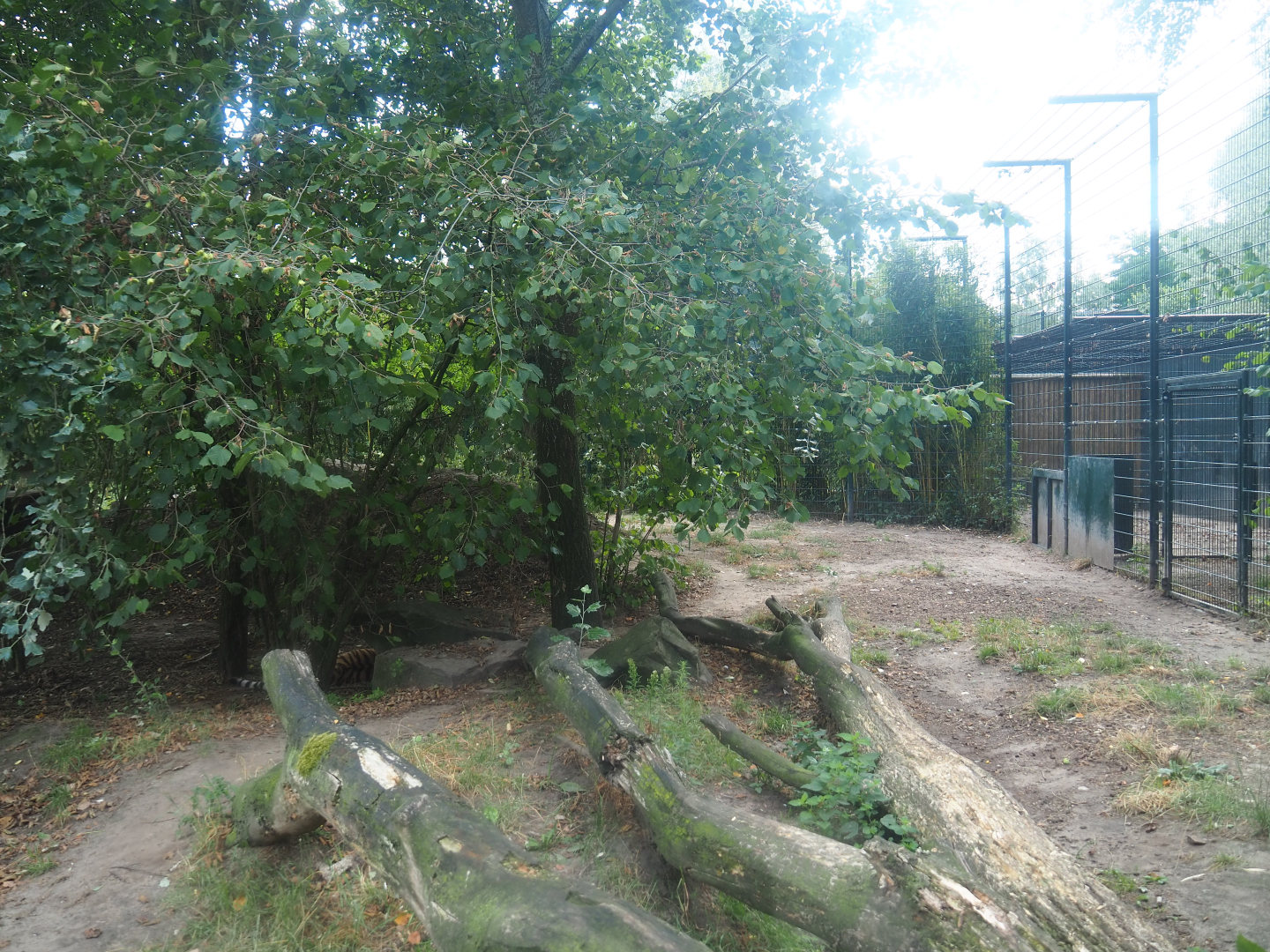 Part of the Amur tiger exhibit, 2019-08-11
