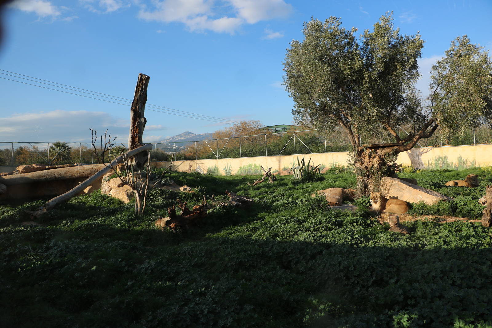 Part of the Angolan lion enclosure, February 2016