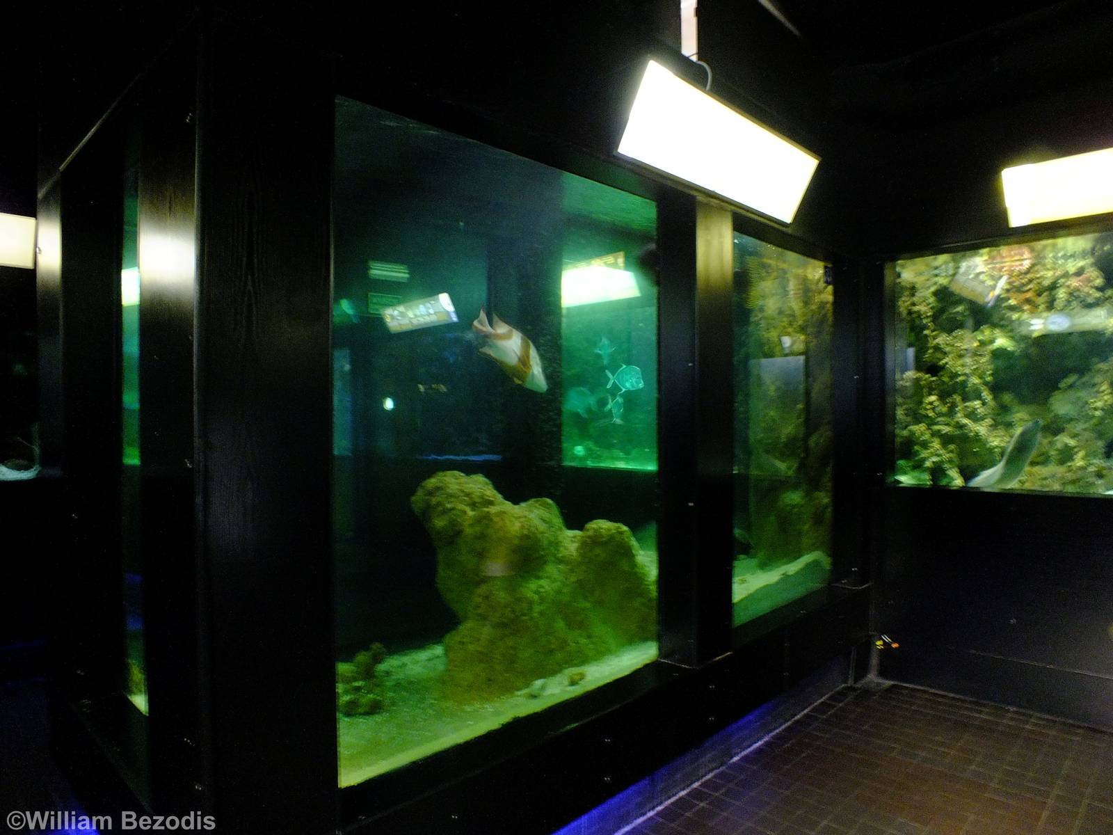 Part of the Aquatic Animals of the World Section - Gdynia Aquarium