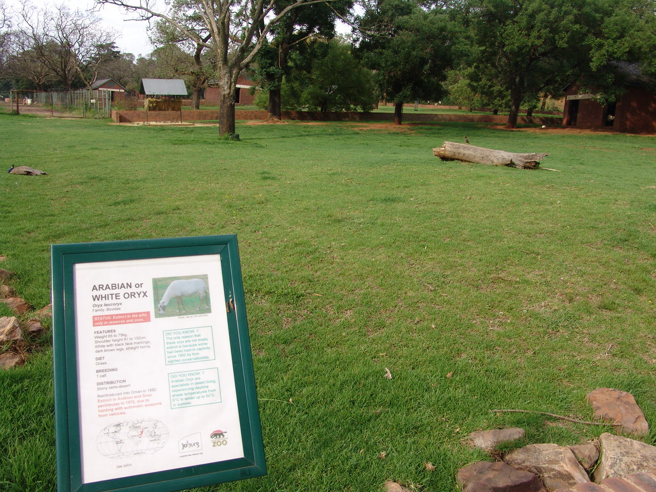 Part of the Arabian Oryx (Oryx leucoryx) enclosure