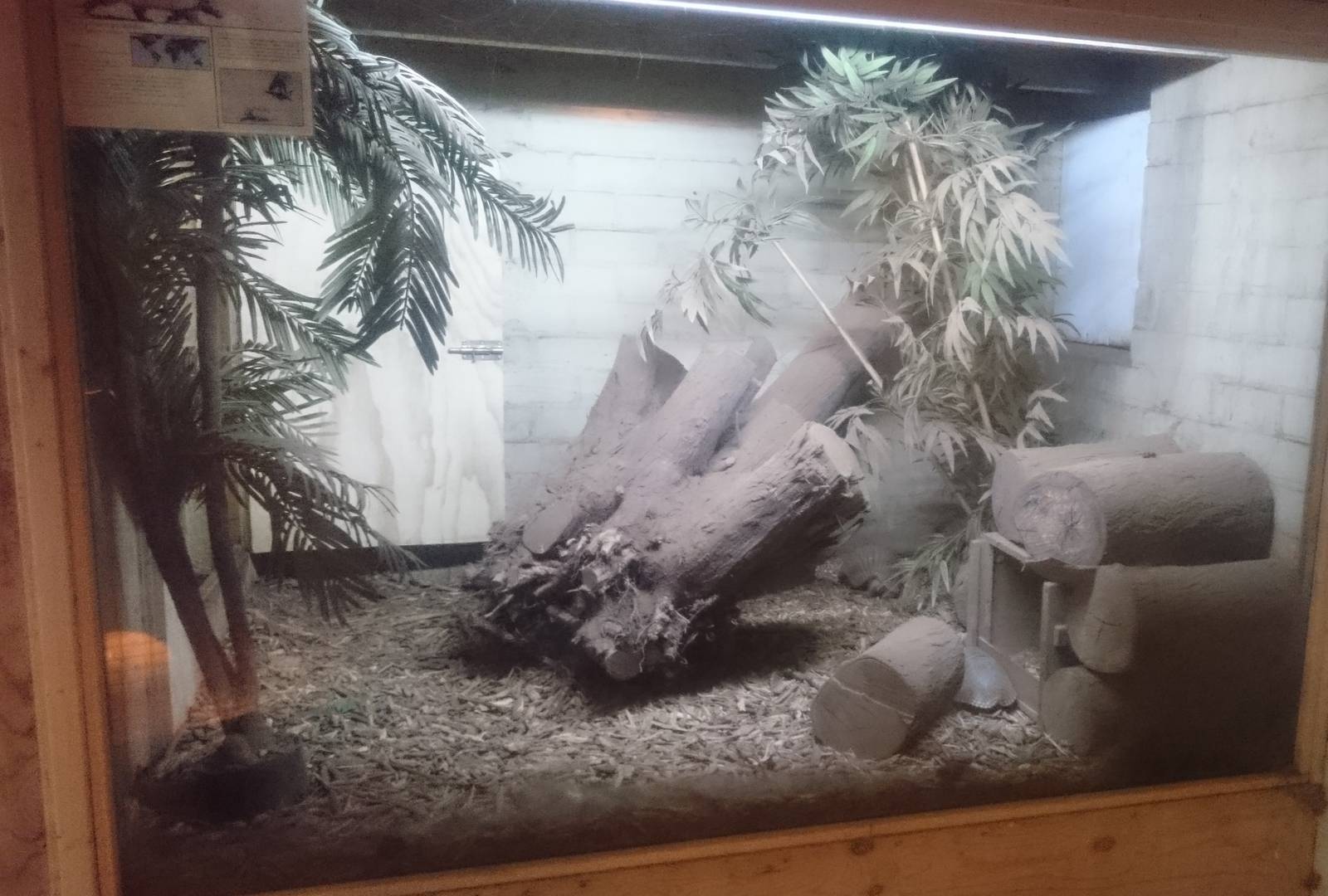 Part of the Armadillo enclosure