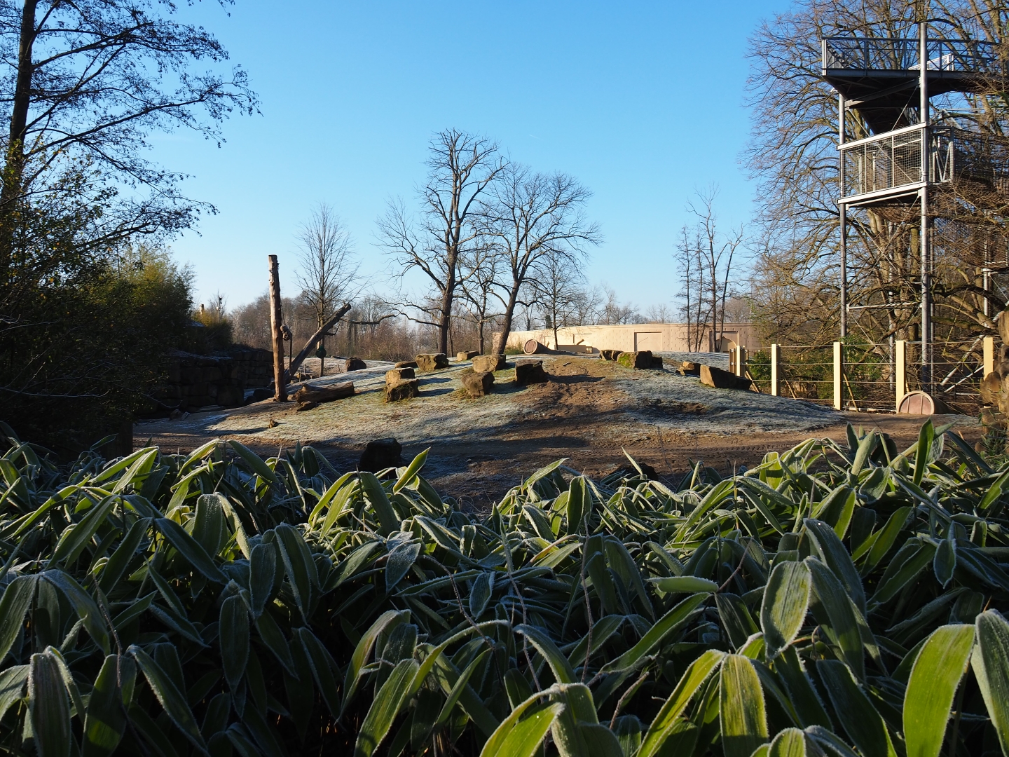 Part of the Asian elephant paddock (Jan 20th, 2019)