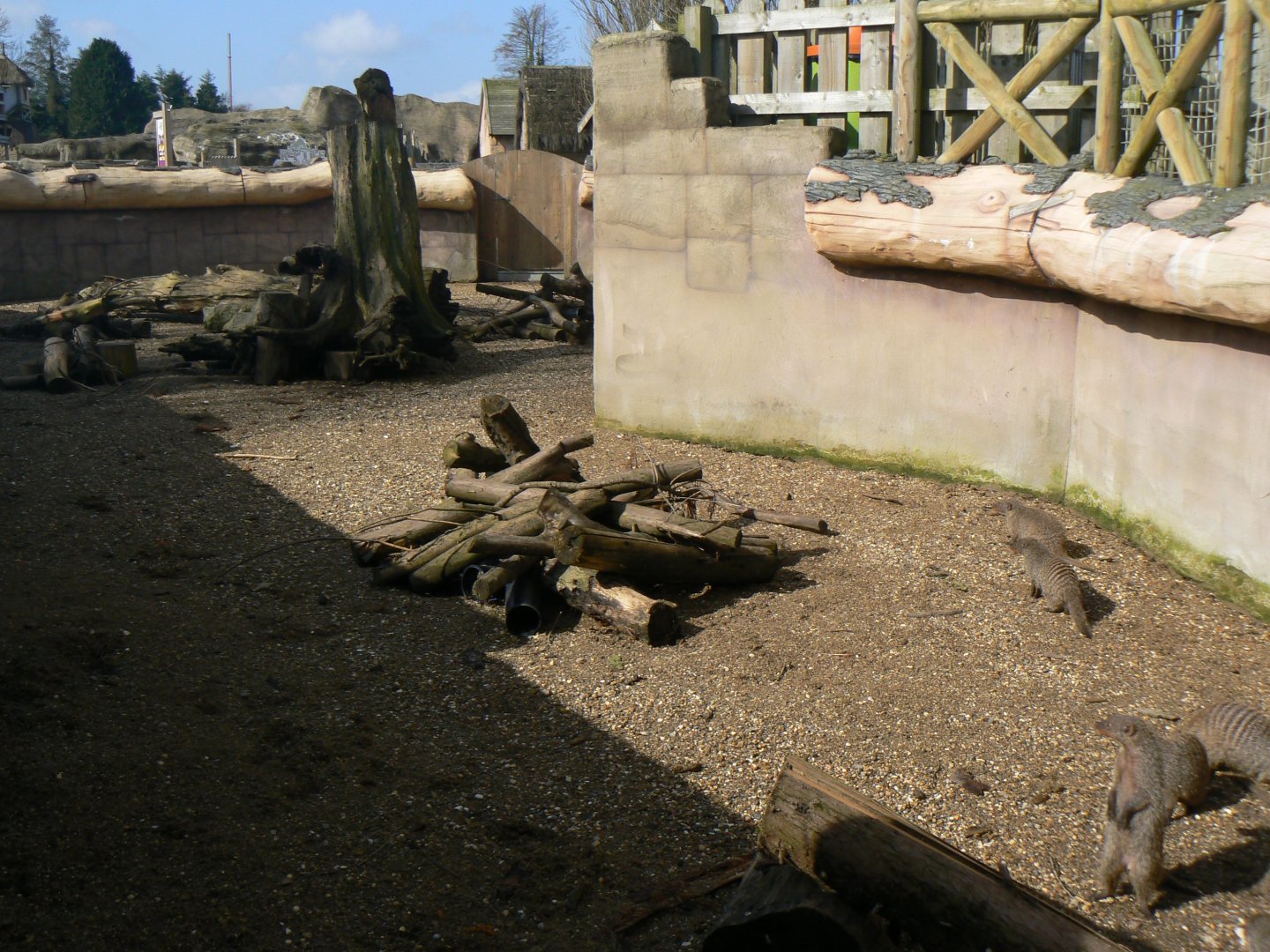 Part of the Banded Mongoose Enclosure - 23 March 2017
