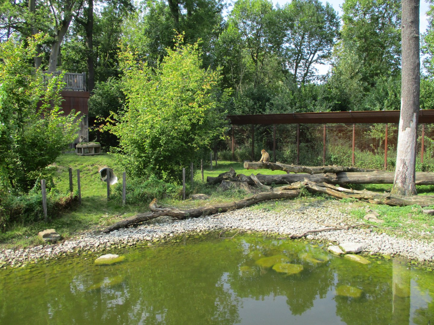 Part of the Barbary macaque enclosure