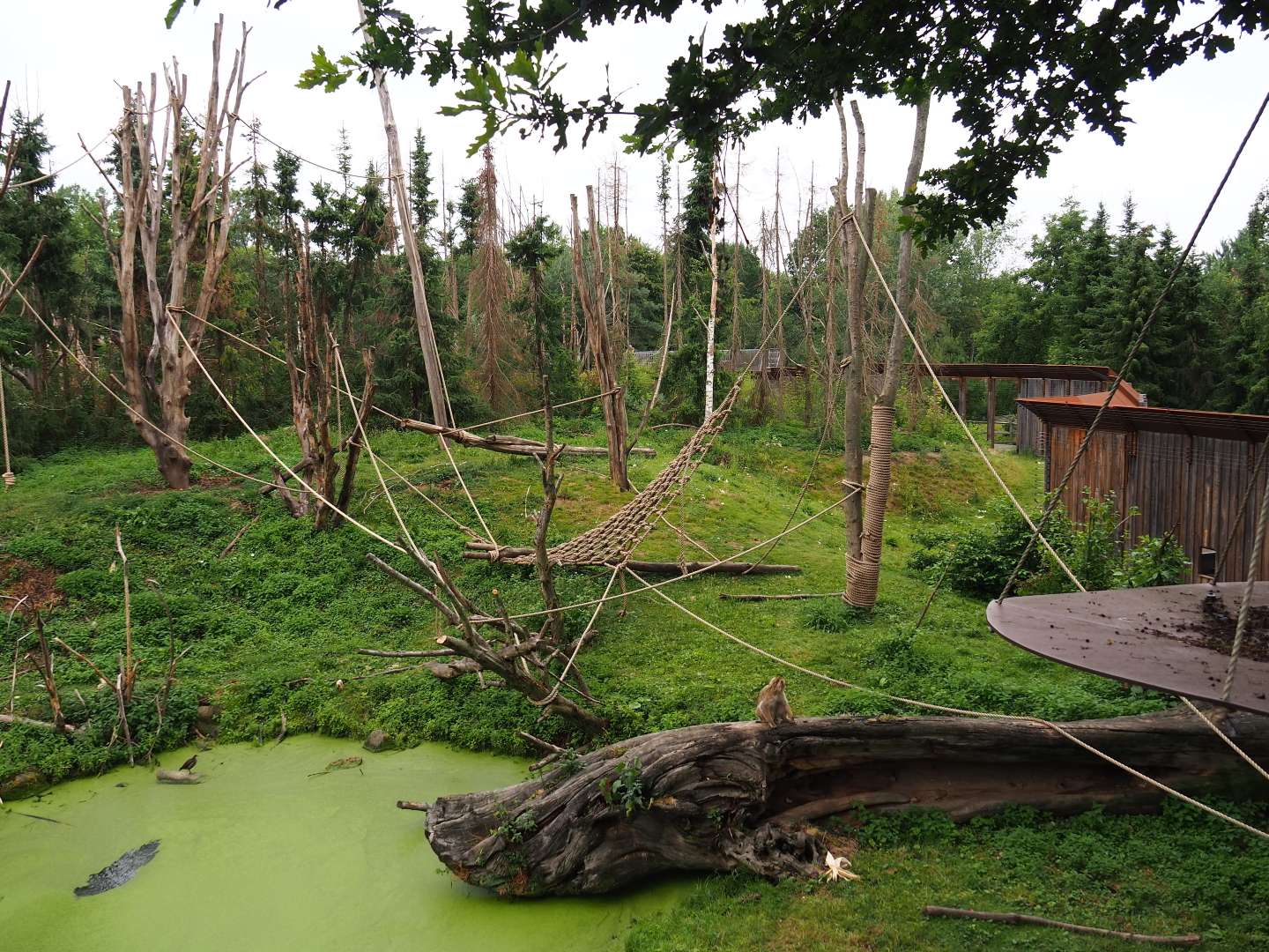 Part of the Barbary macaque exhibit, 2019-07-21