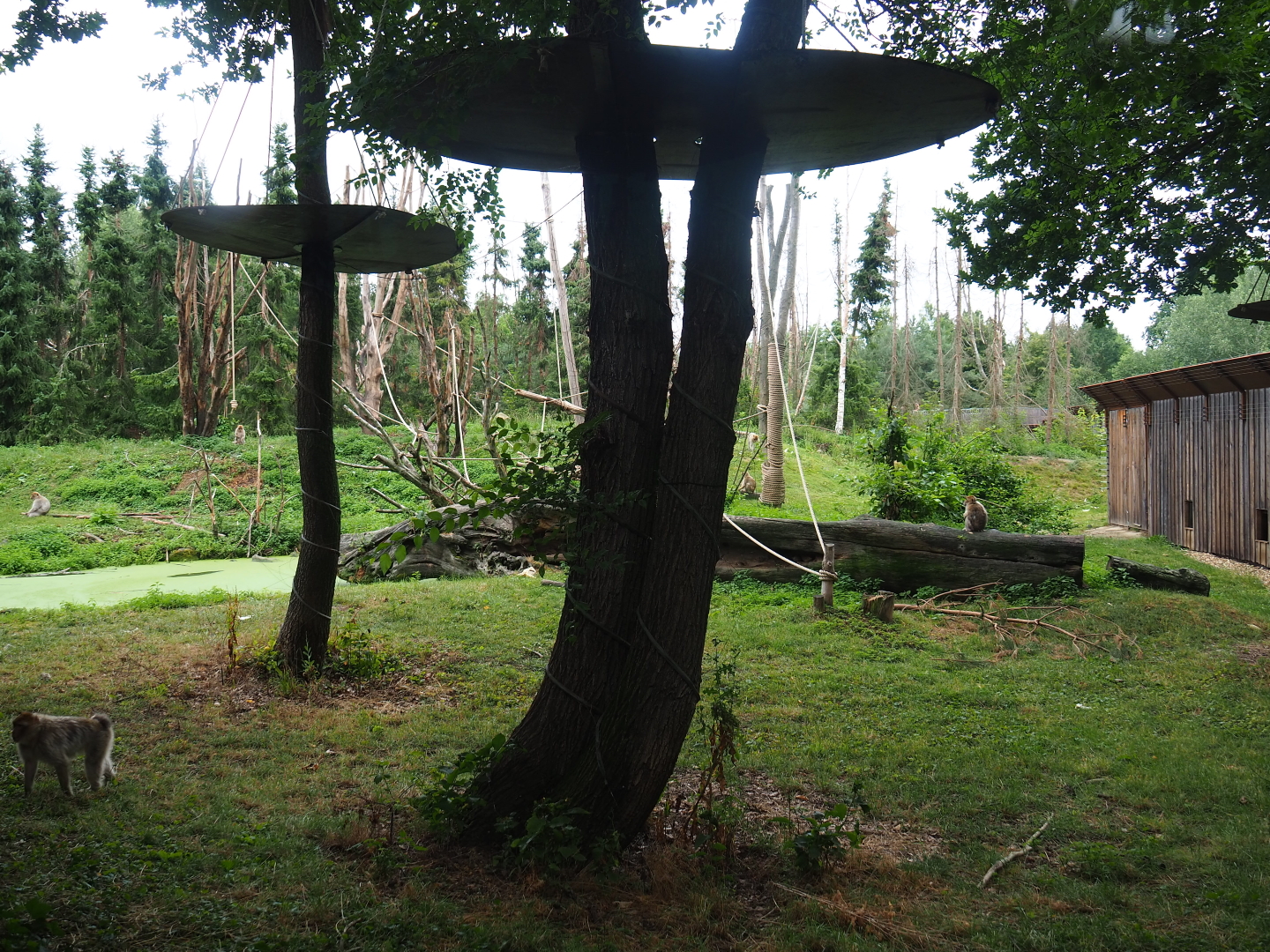 Part of the Barbary macaque exhibit, 2019-07-21