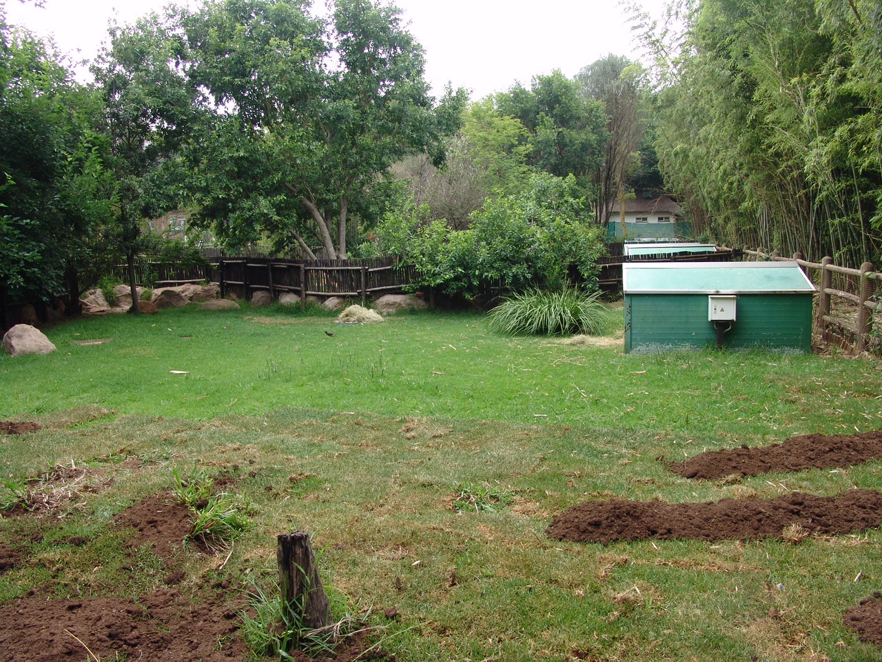 Part of the Blue Duiker's (Philantomba monticola) enclosure