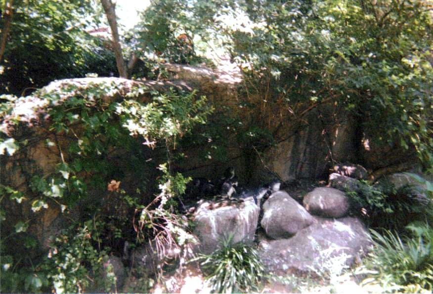 Part of the Blue Penguin Exhibit ~ Children's Zoo