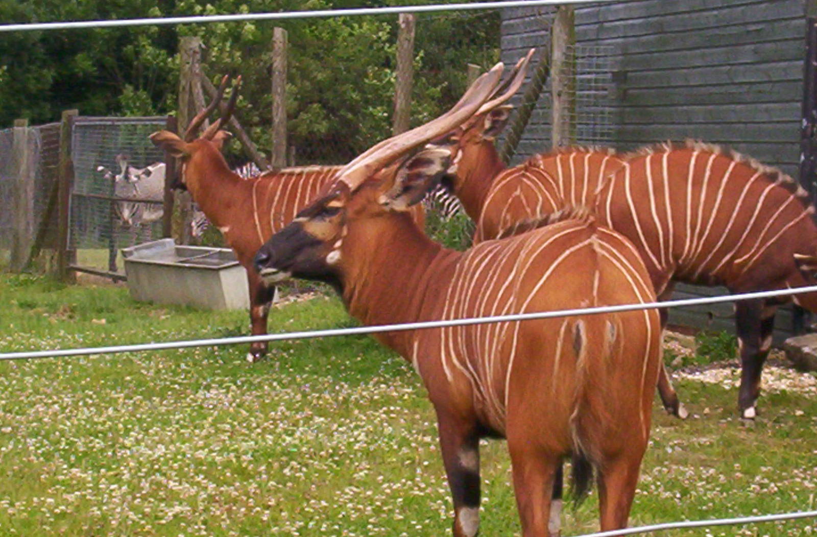 Part of the Bongo herd at Marwell