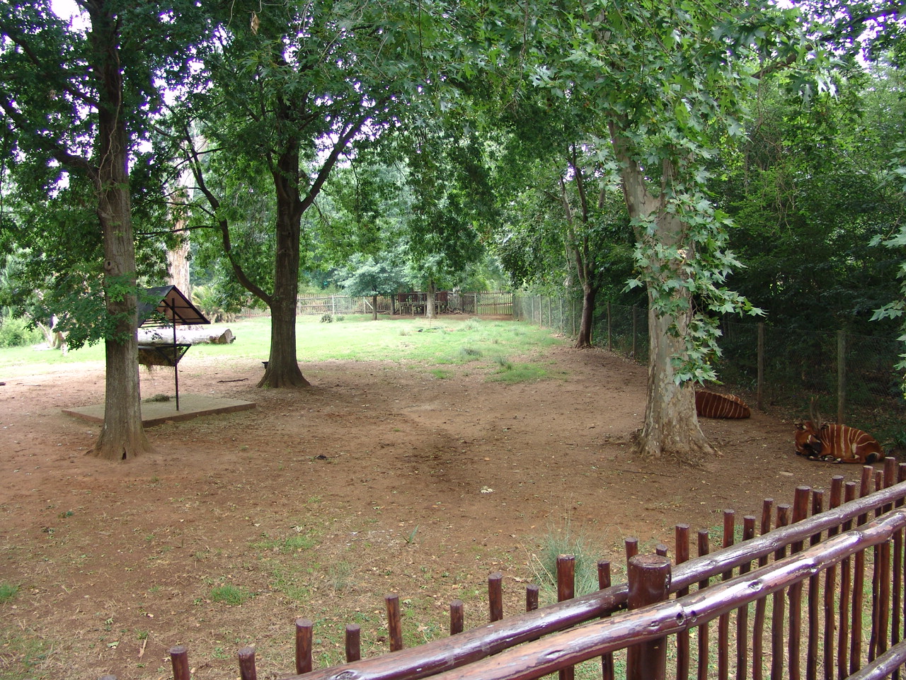 Part of the Bongo's (Tragelaphus eurycerus isaaci) and Red River Hog's (Pot