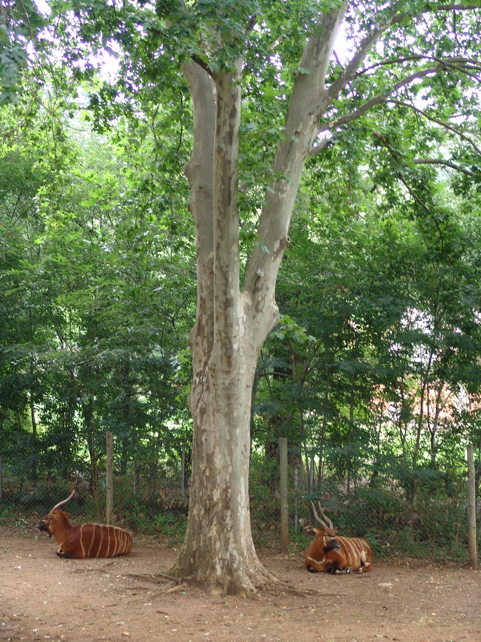 Part of the Bongo's (Tragelaphus eurycerus isaaci) and Red River Hog's (Pot