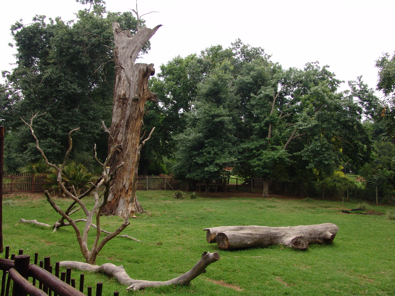 Part of the Bongo's (Tragelaphus eurycerus isaaci) exhibit
