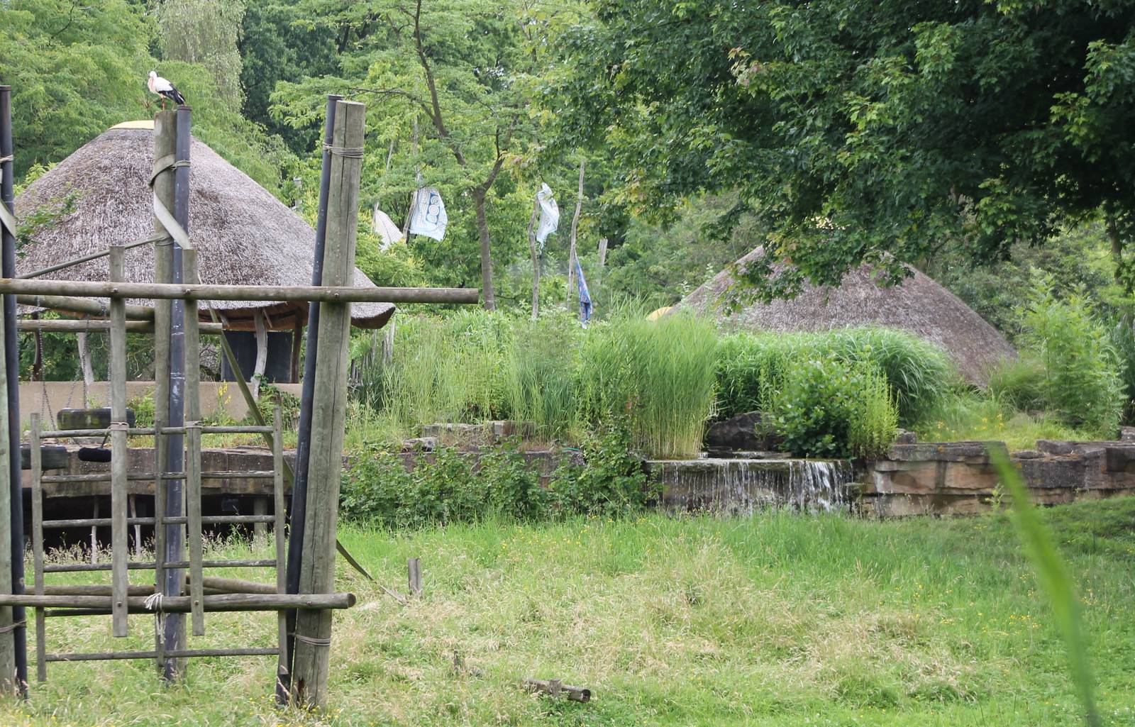 Part of the Bonobo enclosure