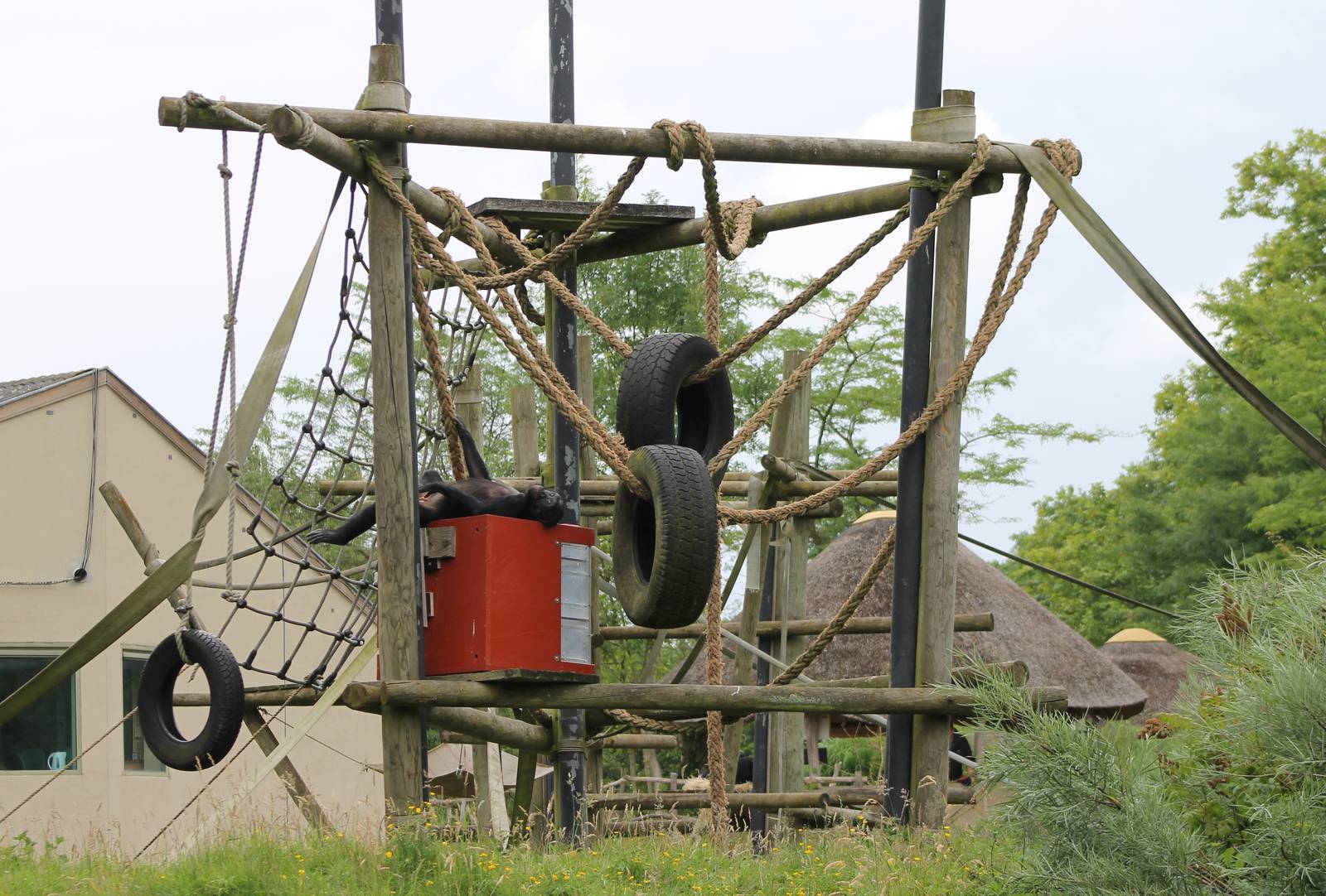 Part of the Bonobo enclosure