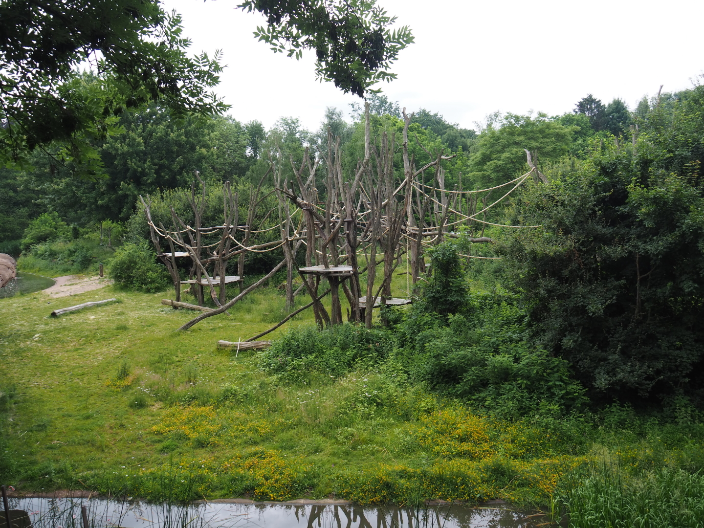 Part of the bonobo island, 2021-07-03